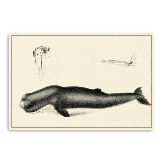 Antique-Whale-Study-Ii-Canvas-Giclee-Wall-Art-Wall-Art