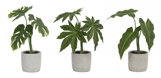 Assorted Foliage Plant in Grey Pot (Set of 6) - Pier 1