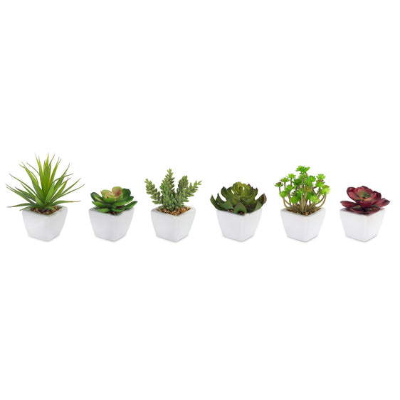 Assorted-Succulent-in-Traditional-White-Pot,-Set-of-6-Planters