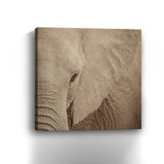 Elephant Up Close Canvas Giclee - Pier 1