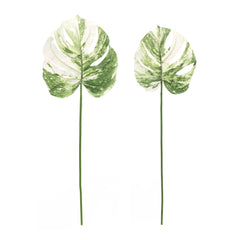 Light Variegated Philo Leaf Stem, Set of 12 - Faux Florals