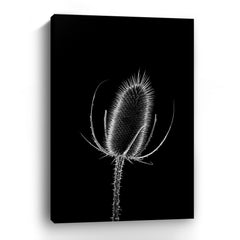 Thistle I Canvas Giclee - Wall Art