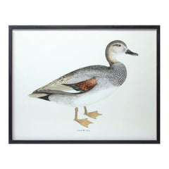 Wood Framed Encyclopedia Bird Print, Set of 5 - Wall Art
