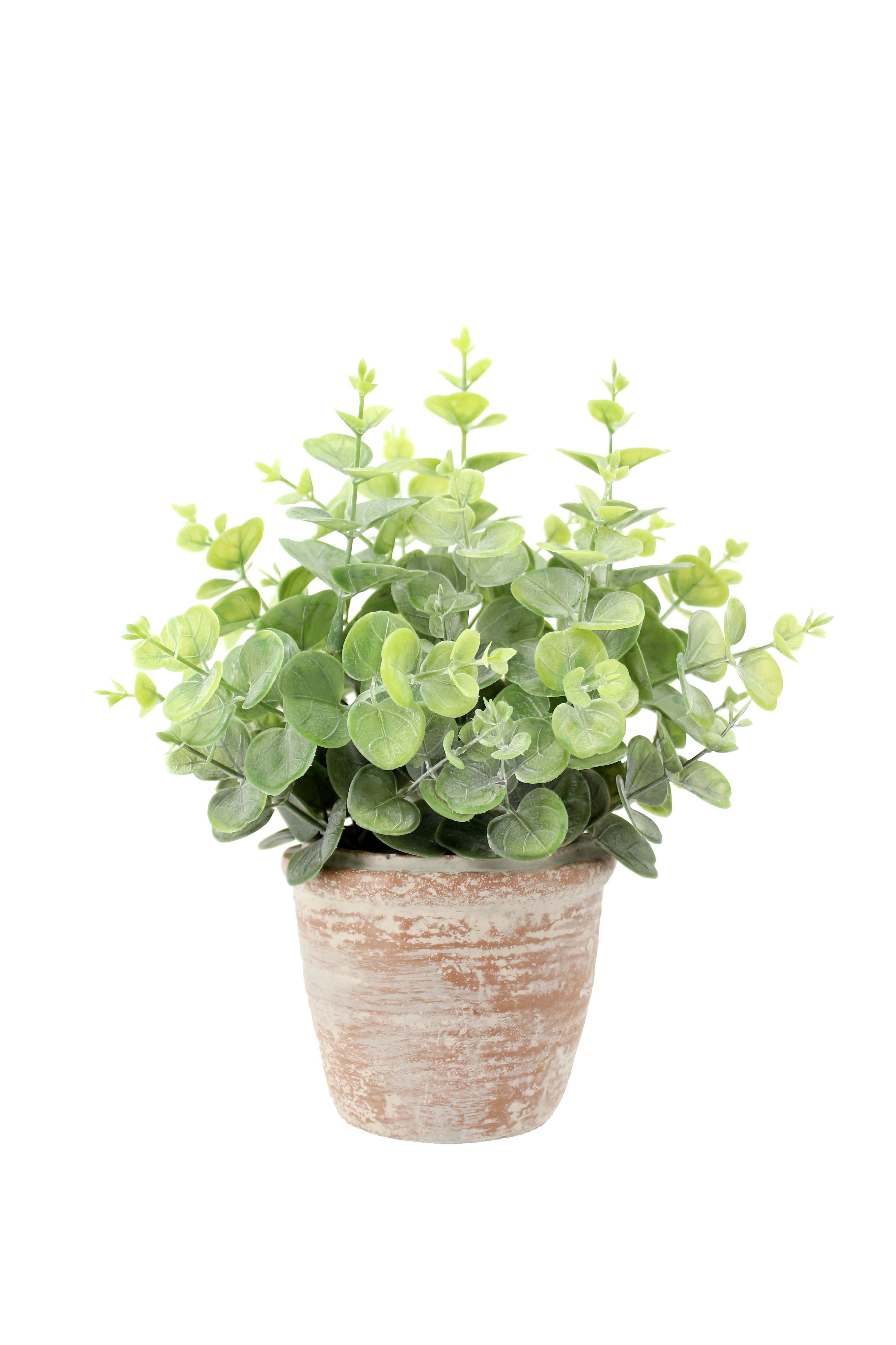 Faux 10 in Eucalyptus and 16 in Citrus Topiary Set