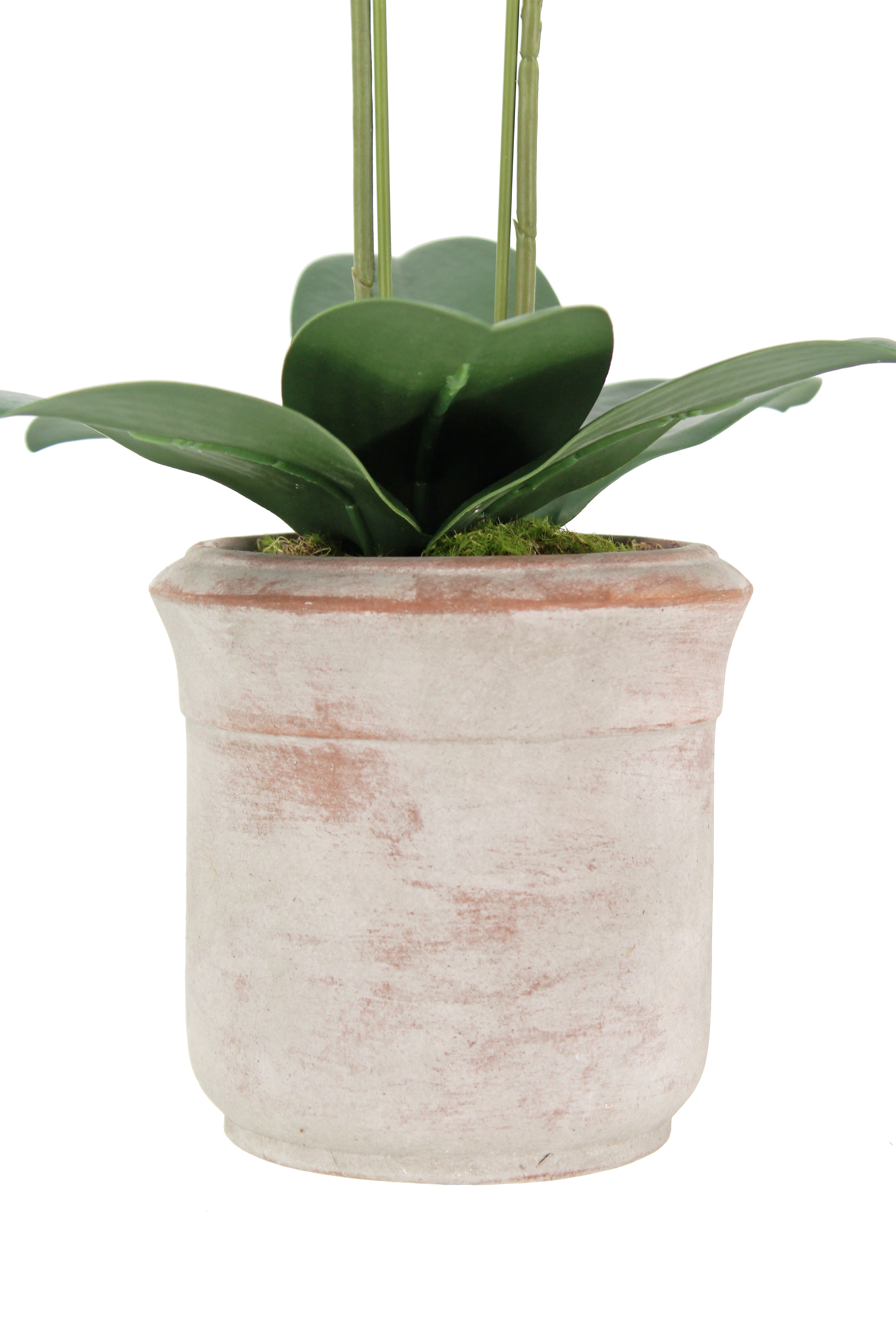 Faux Potted Phalaenopsis Orchid, 24 in