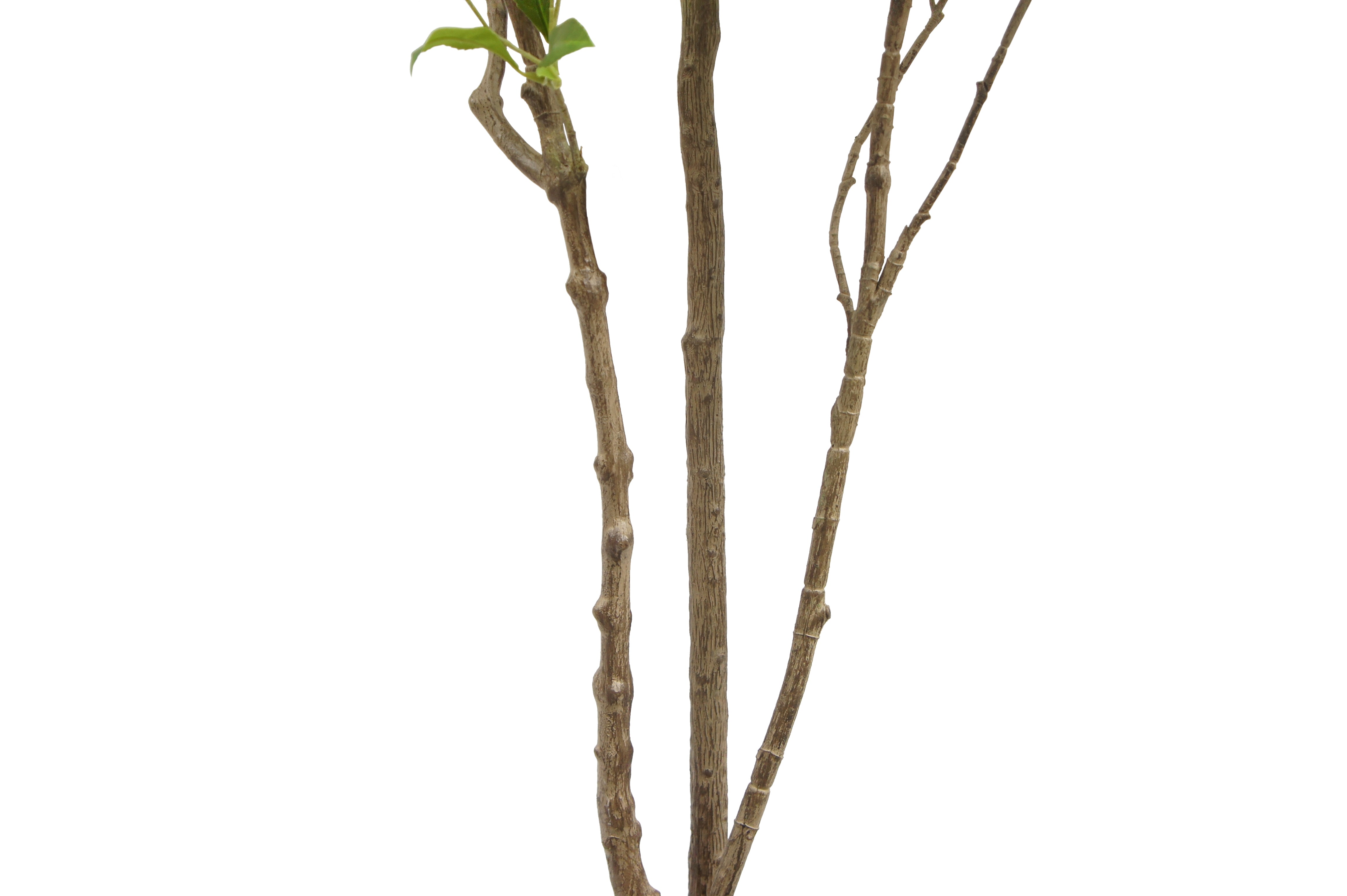 7' Faux Laurel Tree Stem on White Background