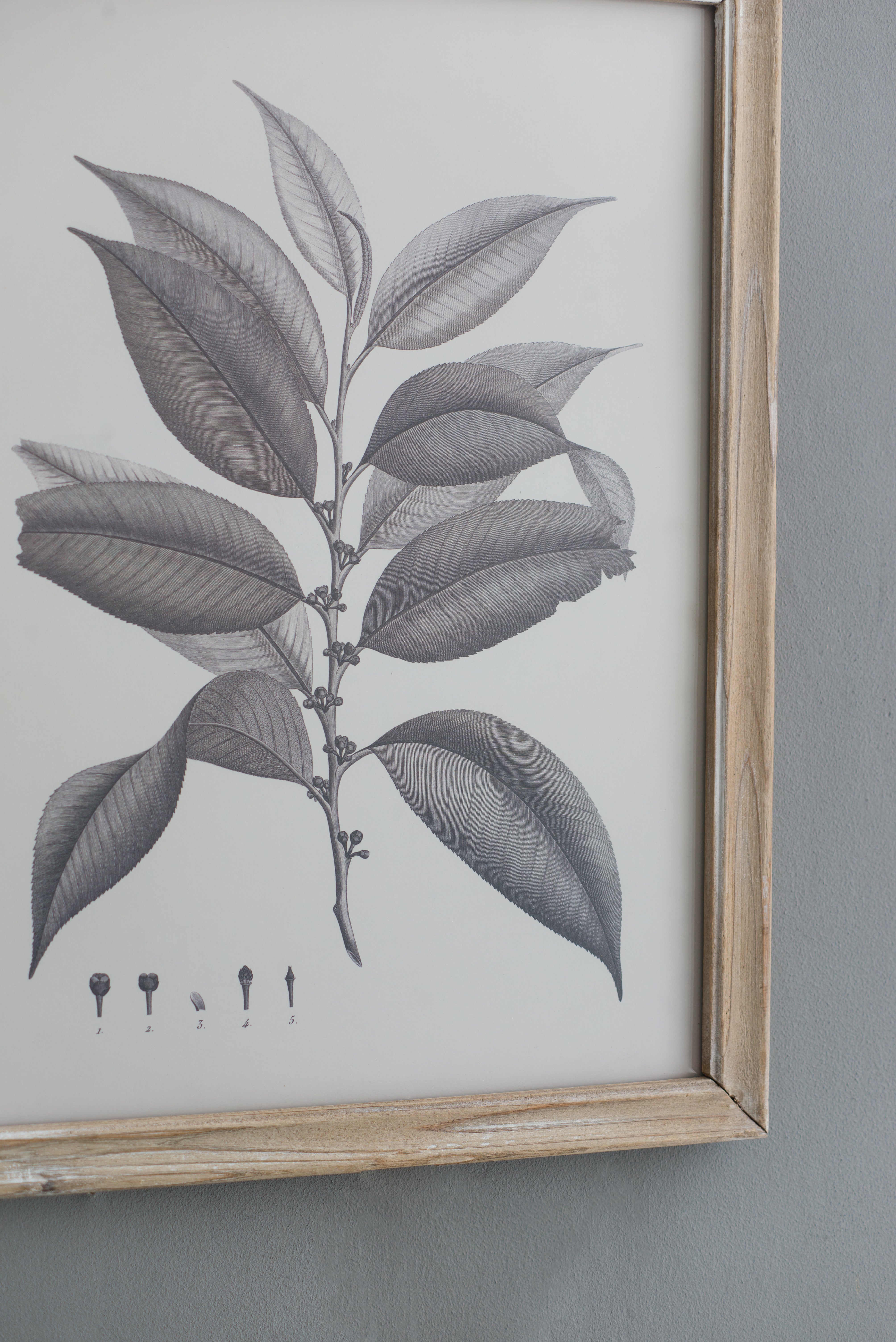 Botanical Wall Décor, Set of 4