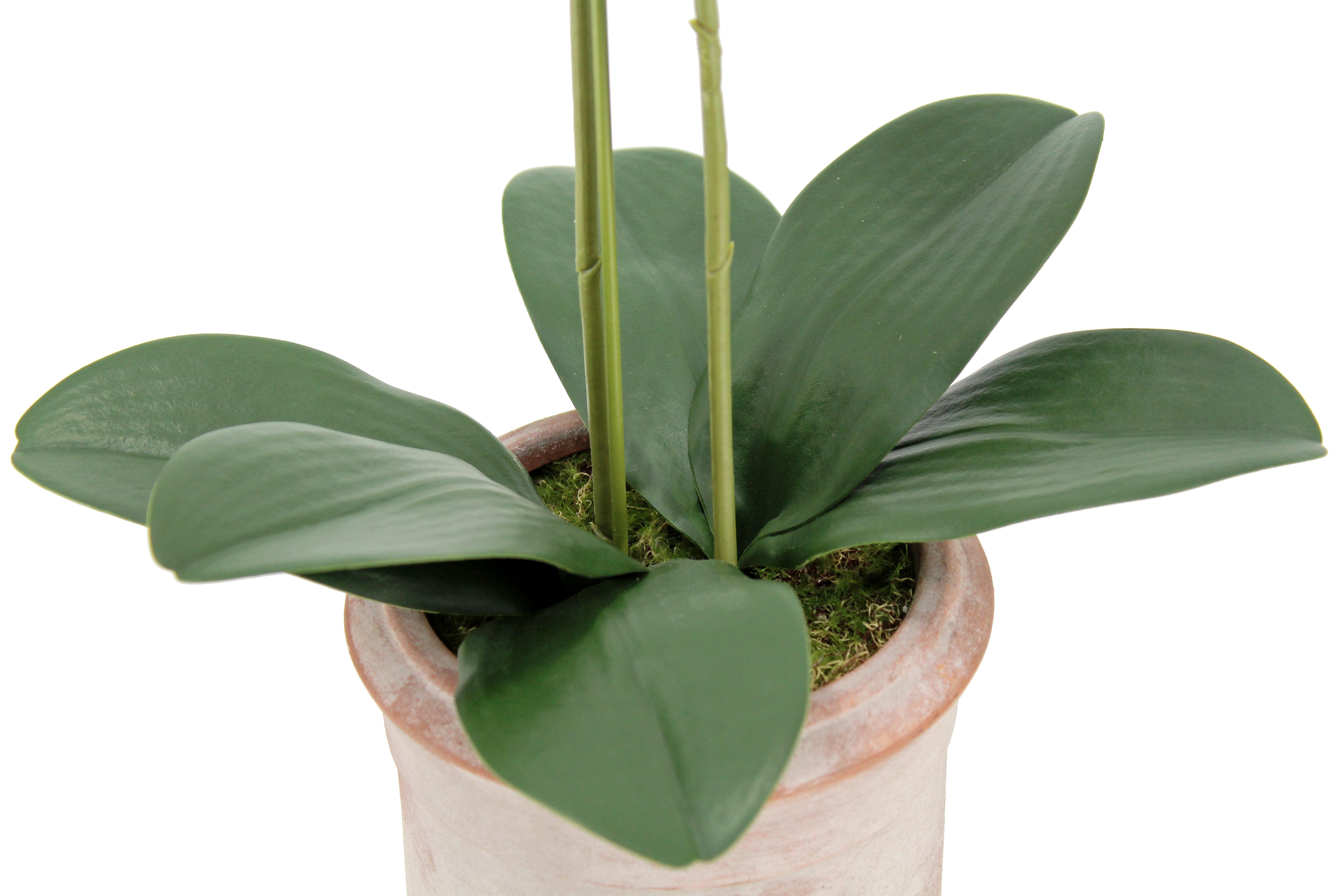 Faux Potted Phalaenopsis Orchid, 24 in