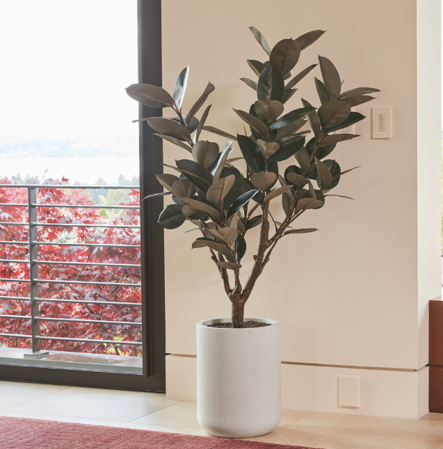 rubber tree artificial 60" Rubber Ficus Tree in Gray Planter