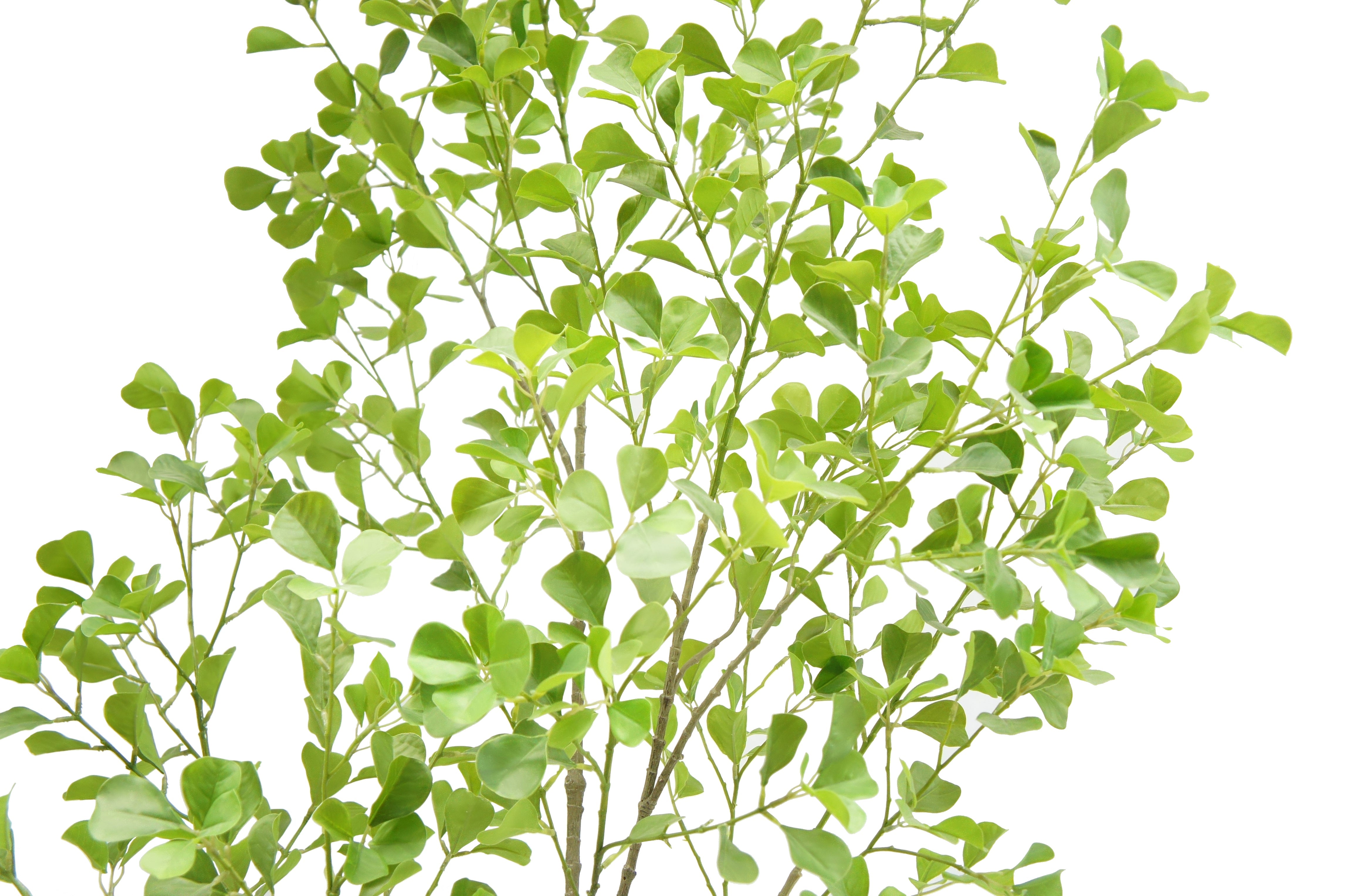 Faux Heart Leaf Ficus Tree, 7 ft