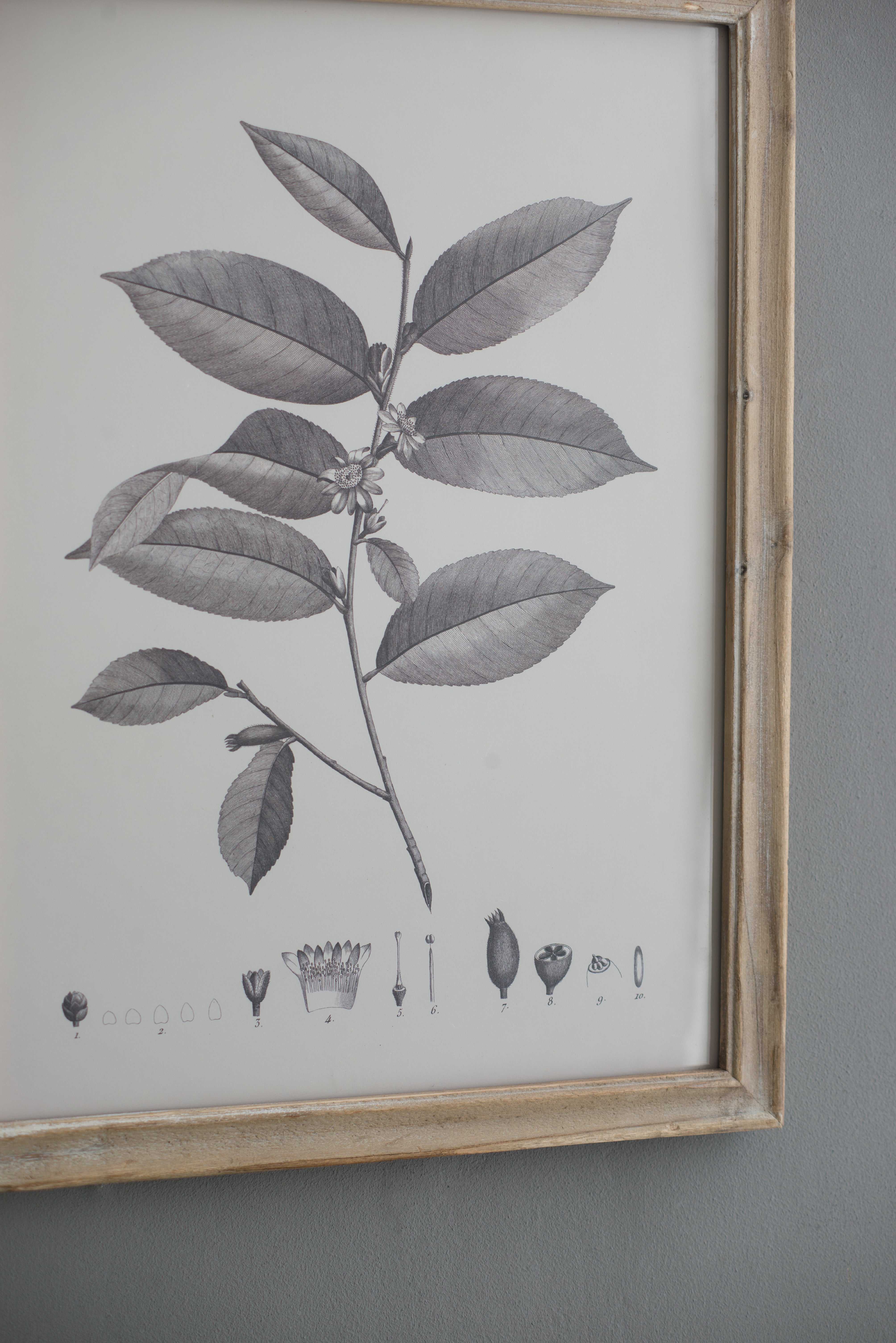 Botanical Wall Décor, Set of 4