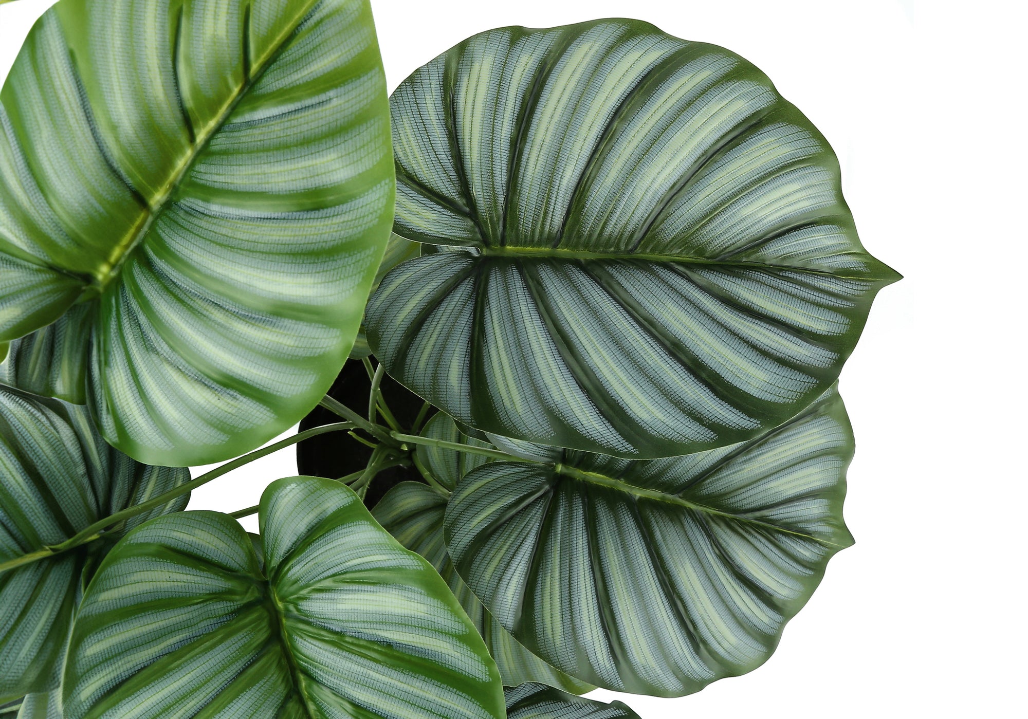 24" Tall Artificial Calathea Plant with Black Pot