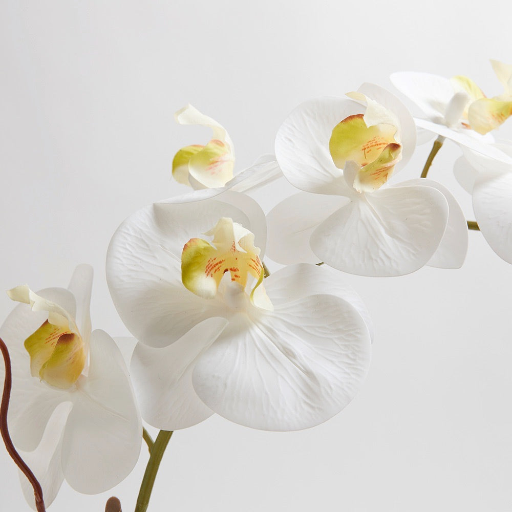 CGHunter Commercial Double Stem White Orchid in hotel lobby and restaurant seating area