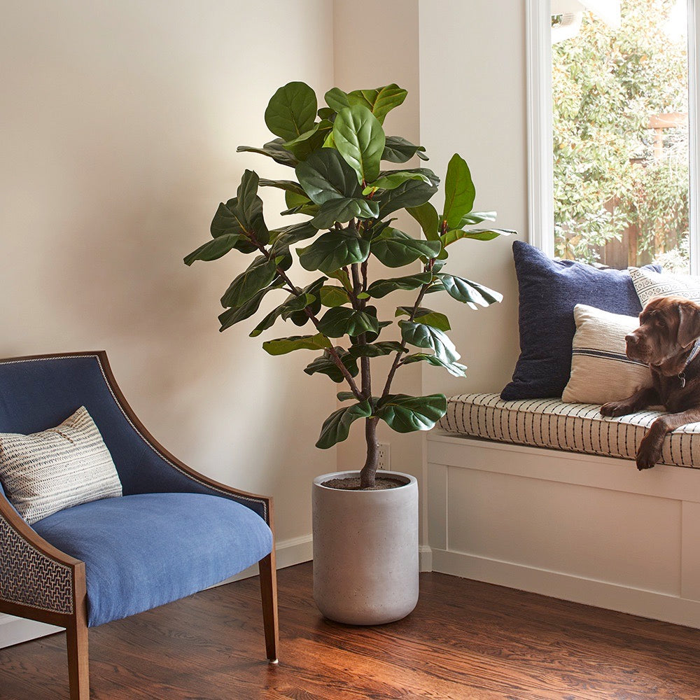 Faux Fiddle Leaf Fig Tree - Thumbnail 4