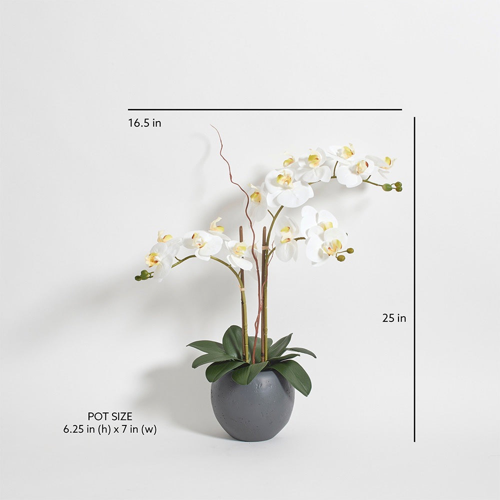 Premium Faux White Double Stem Orchid with lifelike blooms in a modern gray round pot