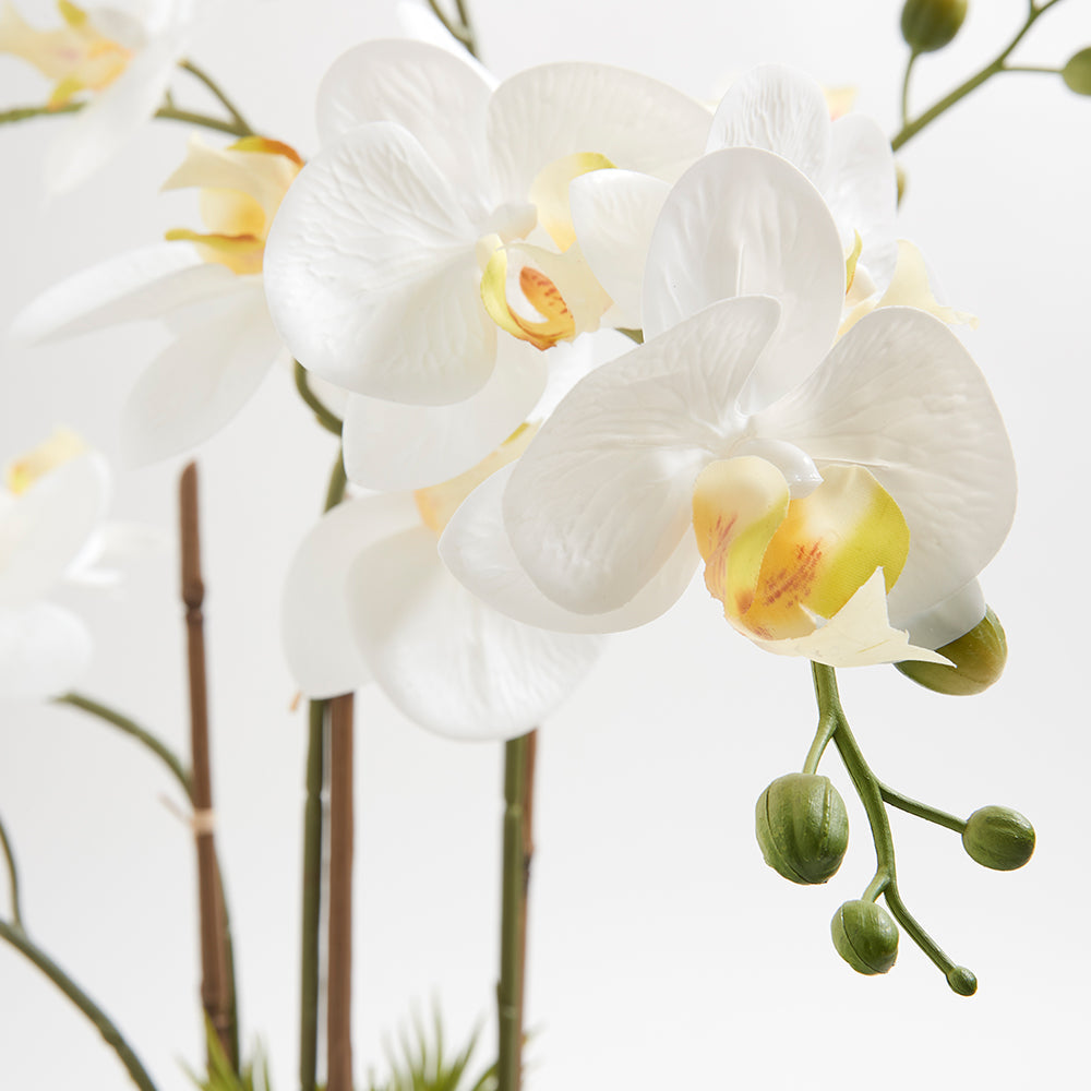 Faux Orchid with Succulents has 3 stems and a multitude of blooms which create a lifelike appearance and adds some nature to any coffee table
