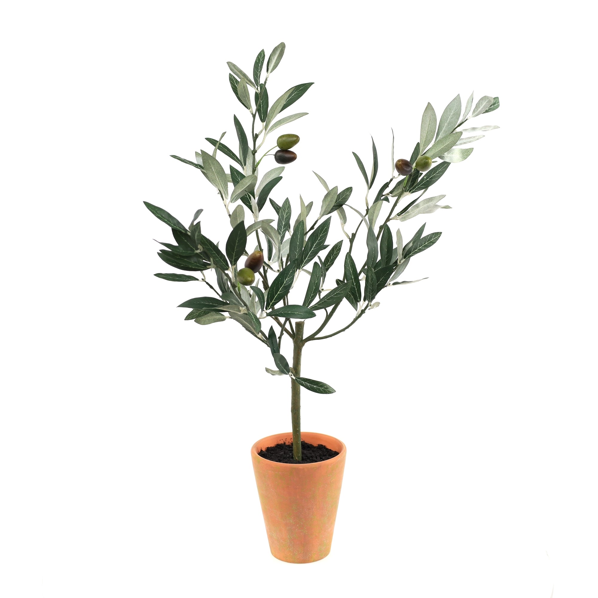 Potted Olive Tree Topiary