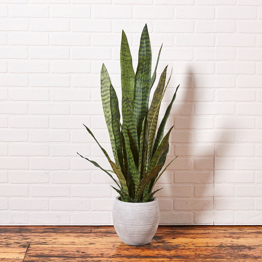 CGHunter Commercial Snake Plant in commercial office setting