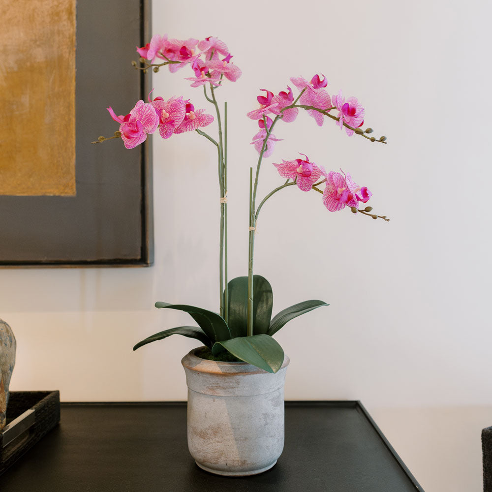 Faux Potted Phalaenopsis Orchid, 24 in