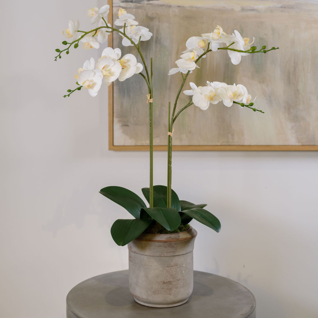 Faux Potted Phalaenopsis Orchid, 24 in
