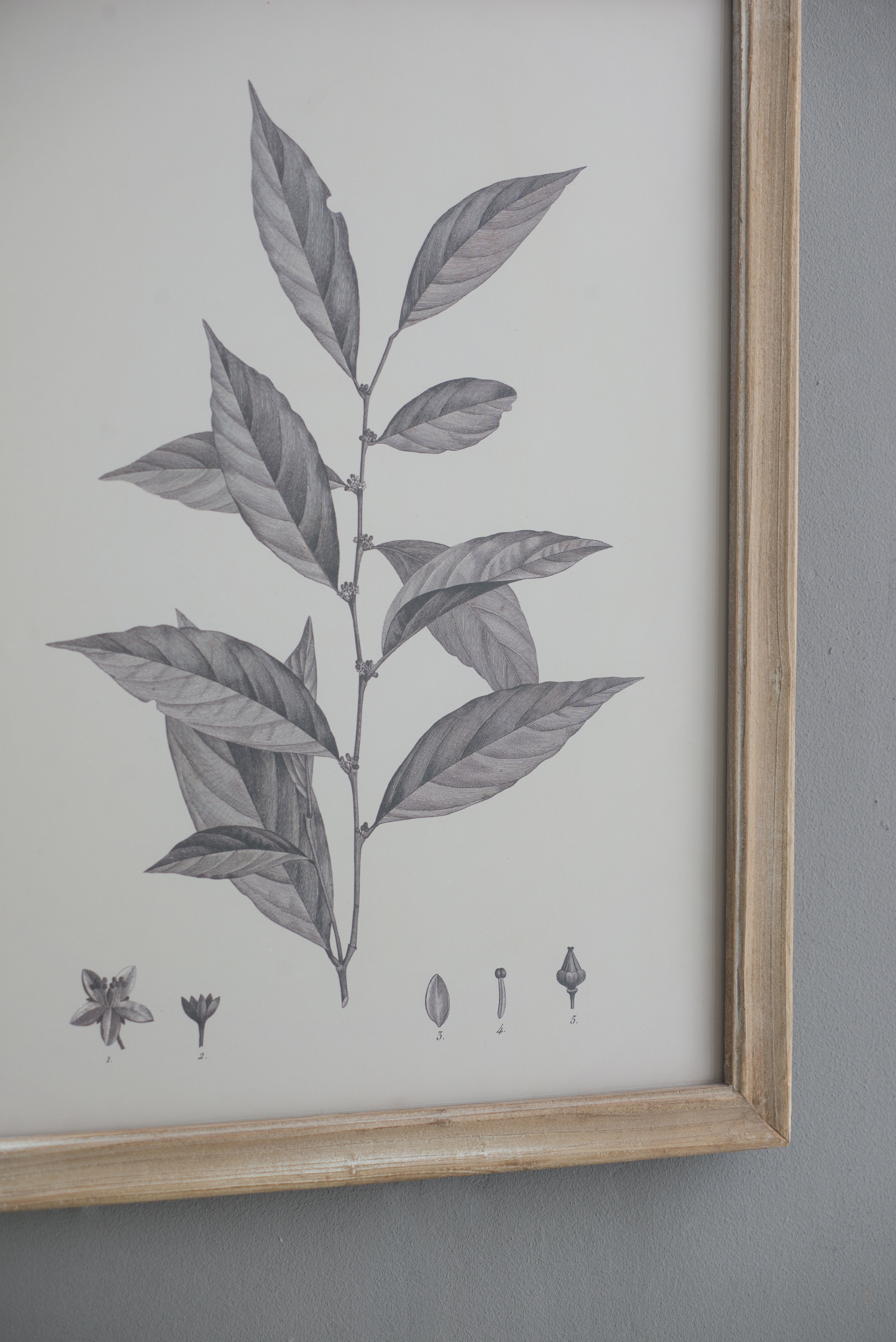 Botanical Wall Décor, Set of 4
