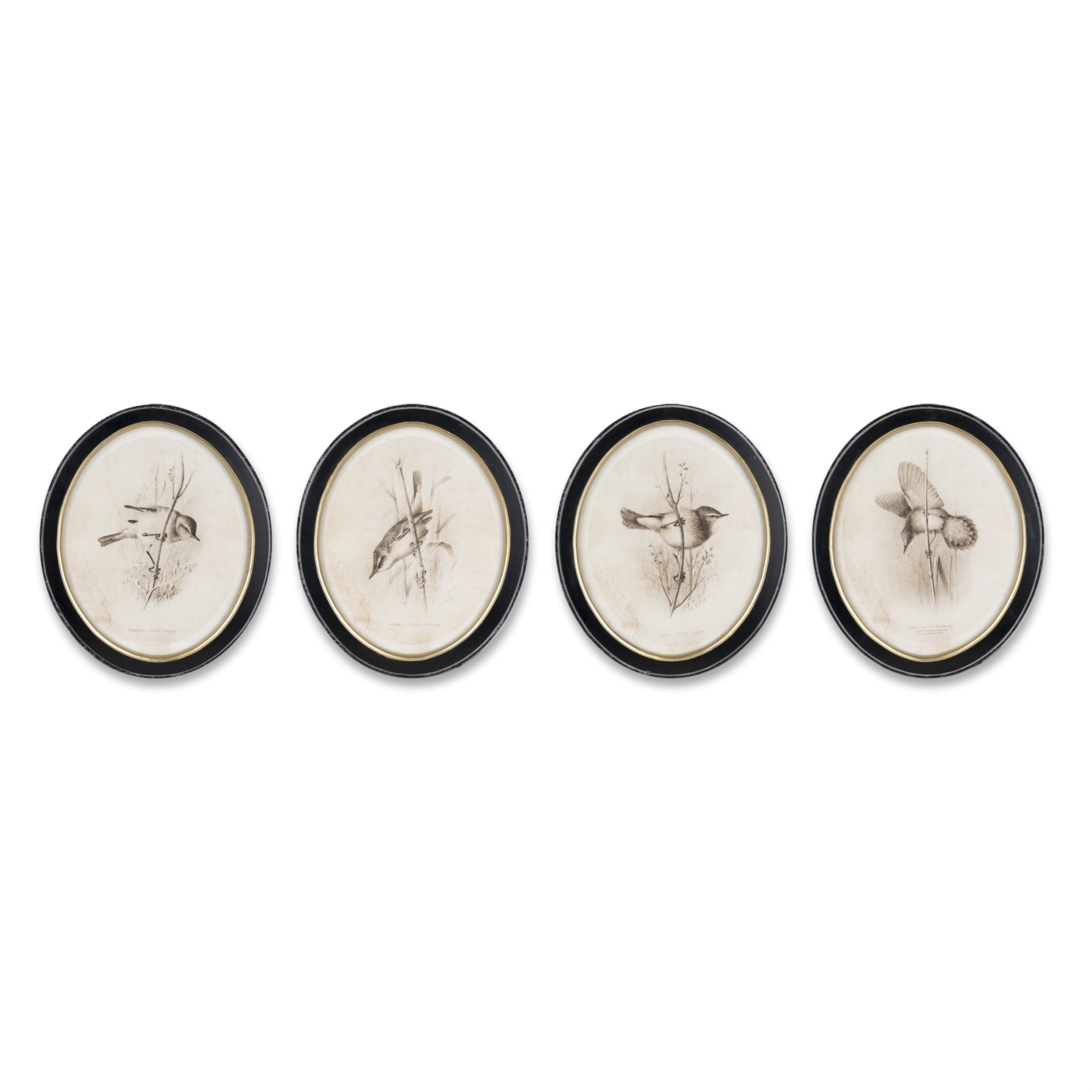 Framed Bird Print, Set of 4