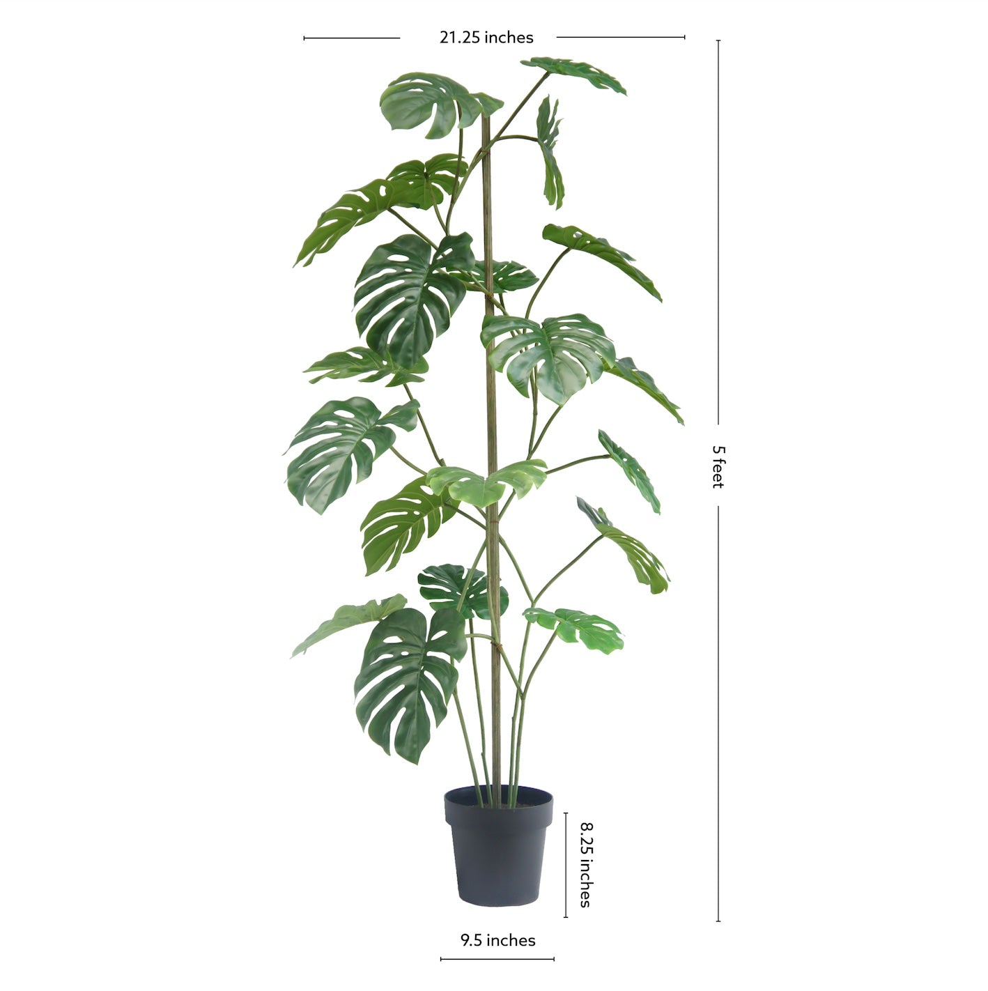 5' Monstera with Dimensions