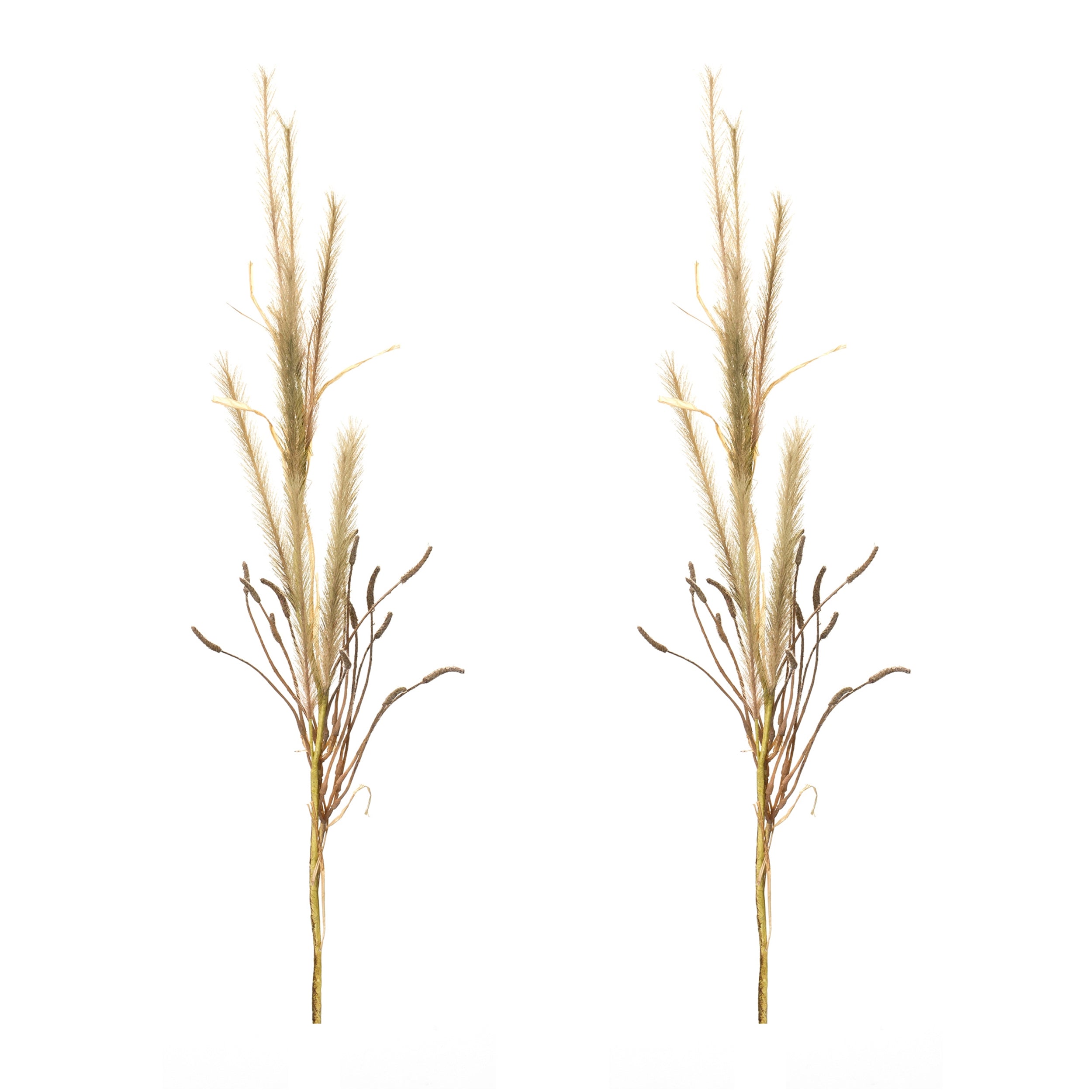 Foxtail Grass Spray, Set of 2