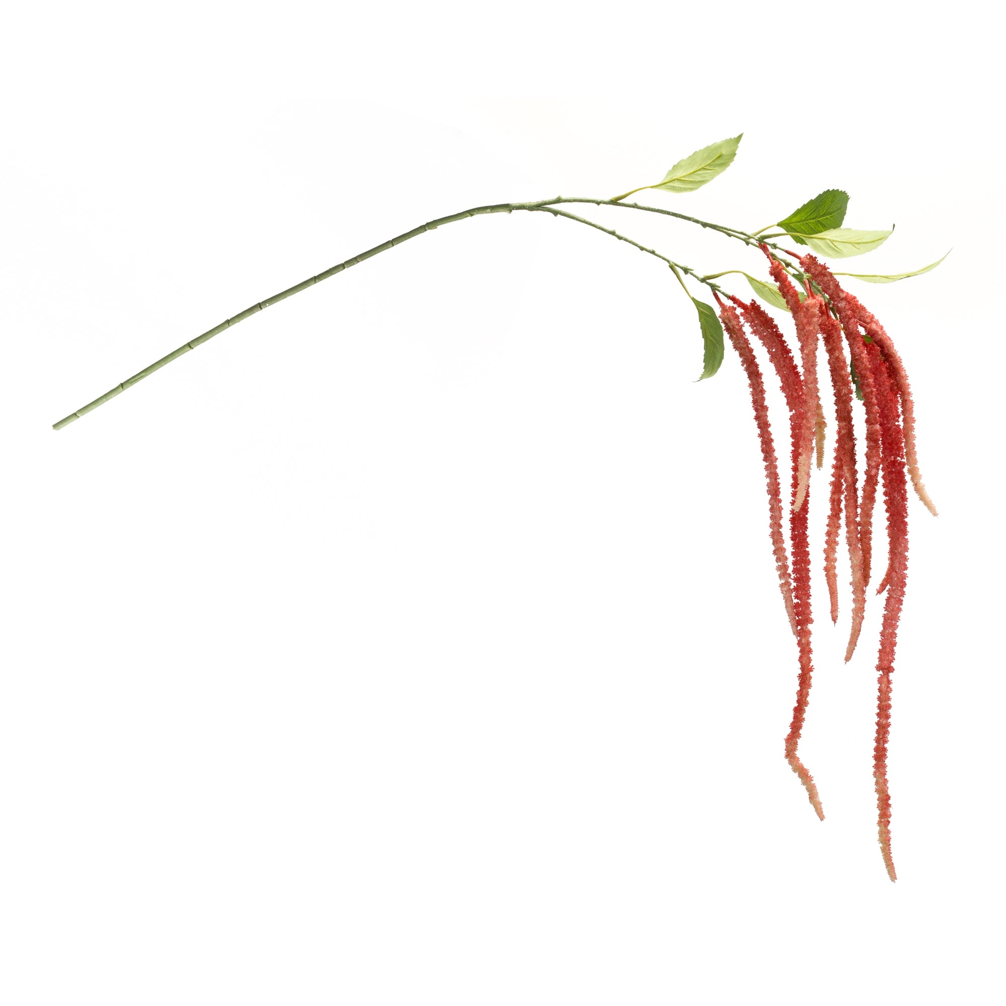 Amaranthus Floral Stem, Set of 4