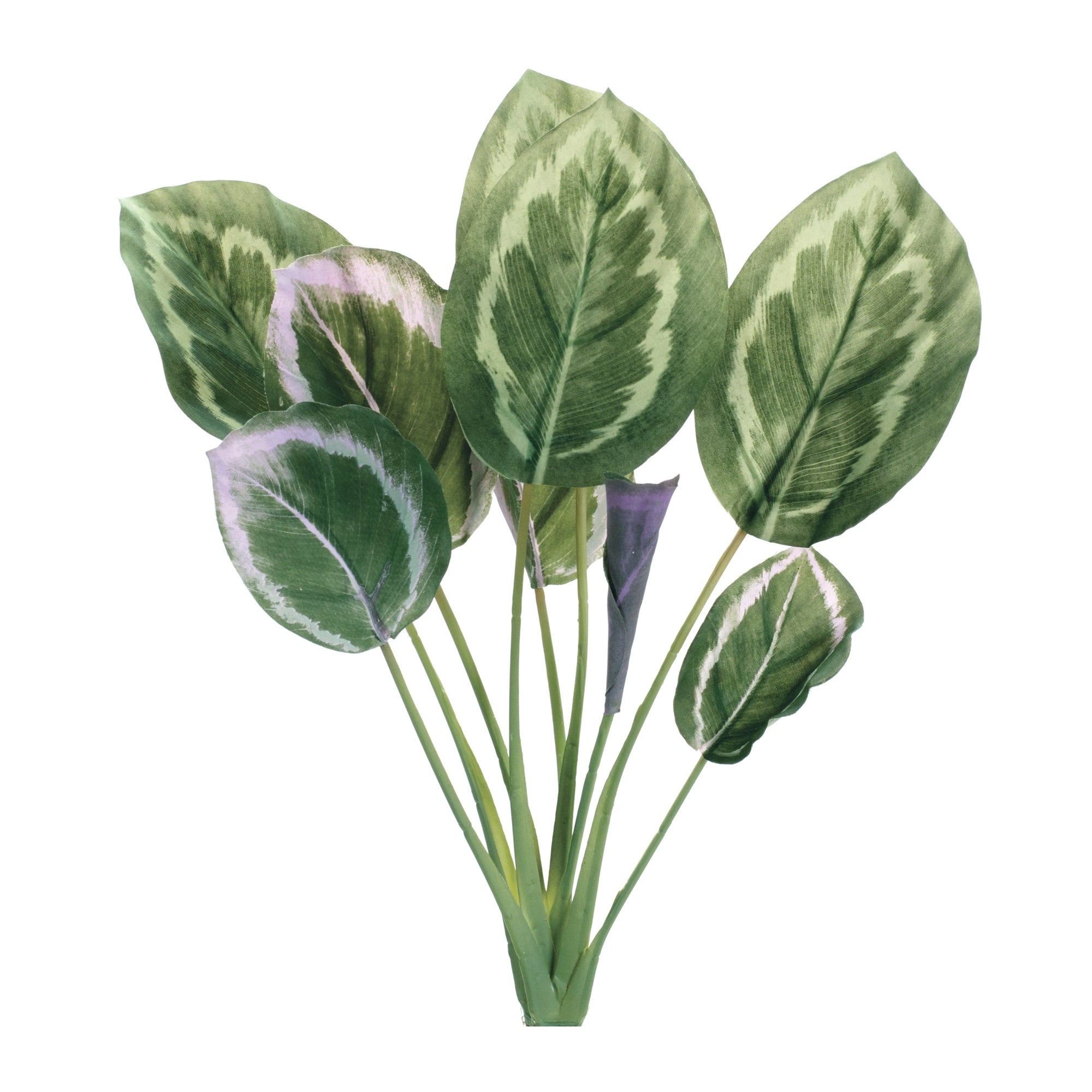 Prayer Plant Foliage Bush, Set of 6