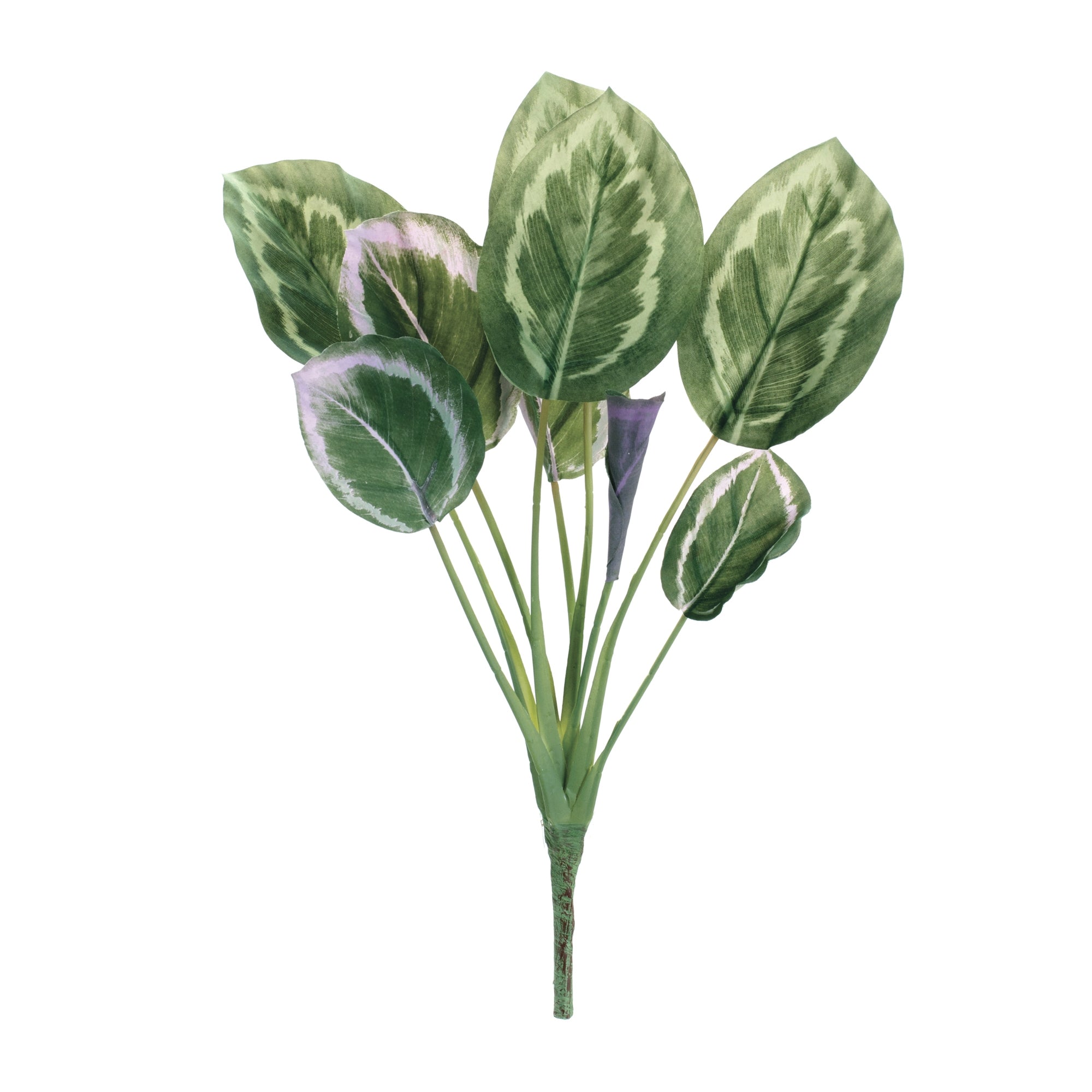 Prayer Plant Foliage Bush, Set of 6