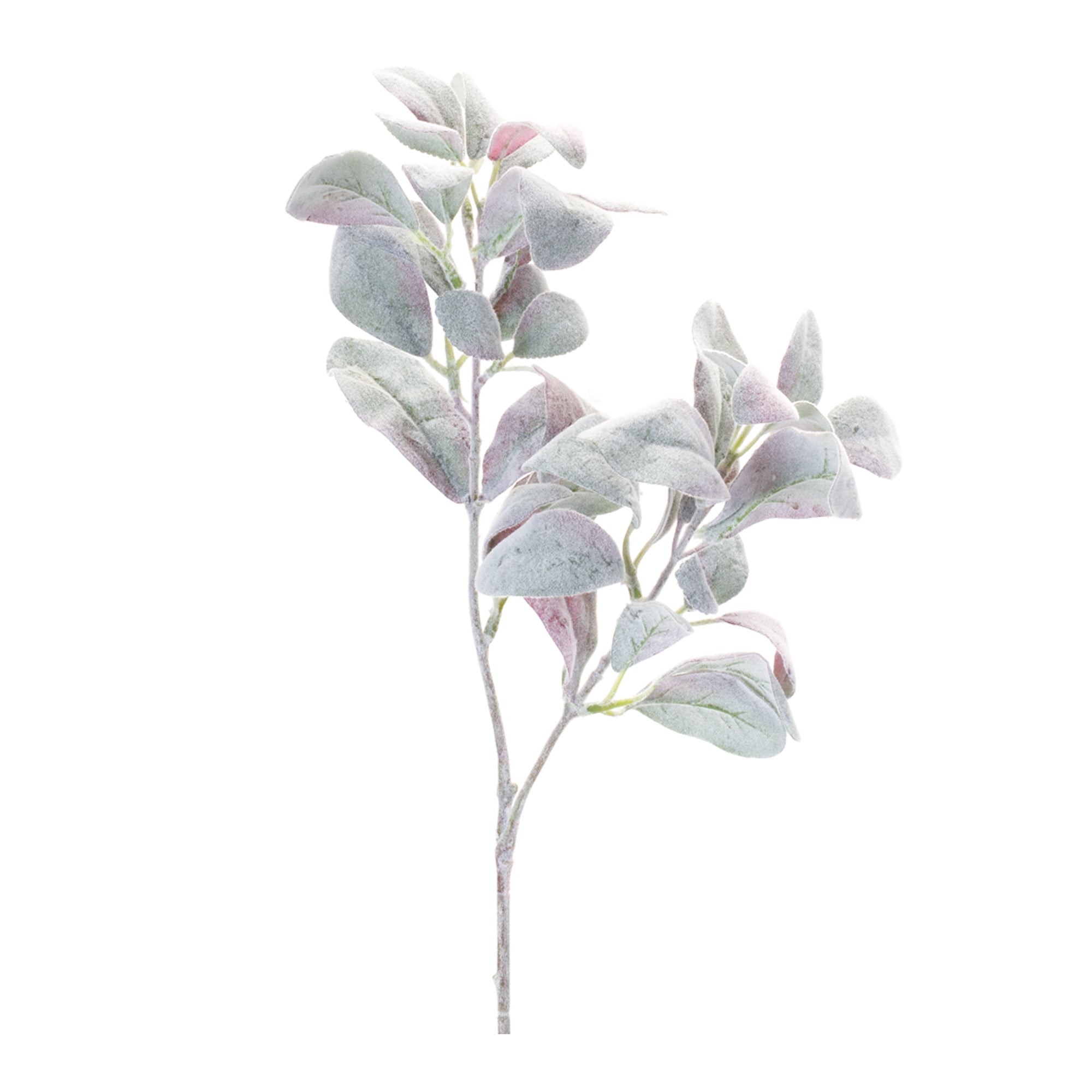 Lamb's Ear Leaf Bush, Set of 6