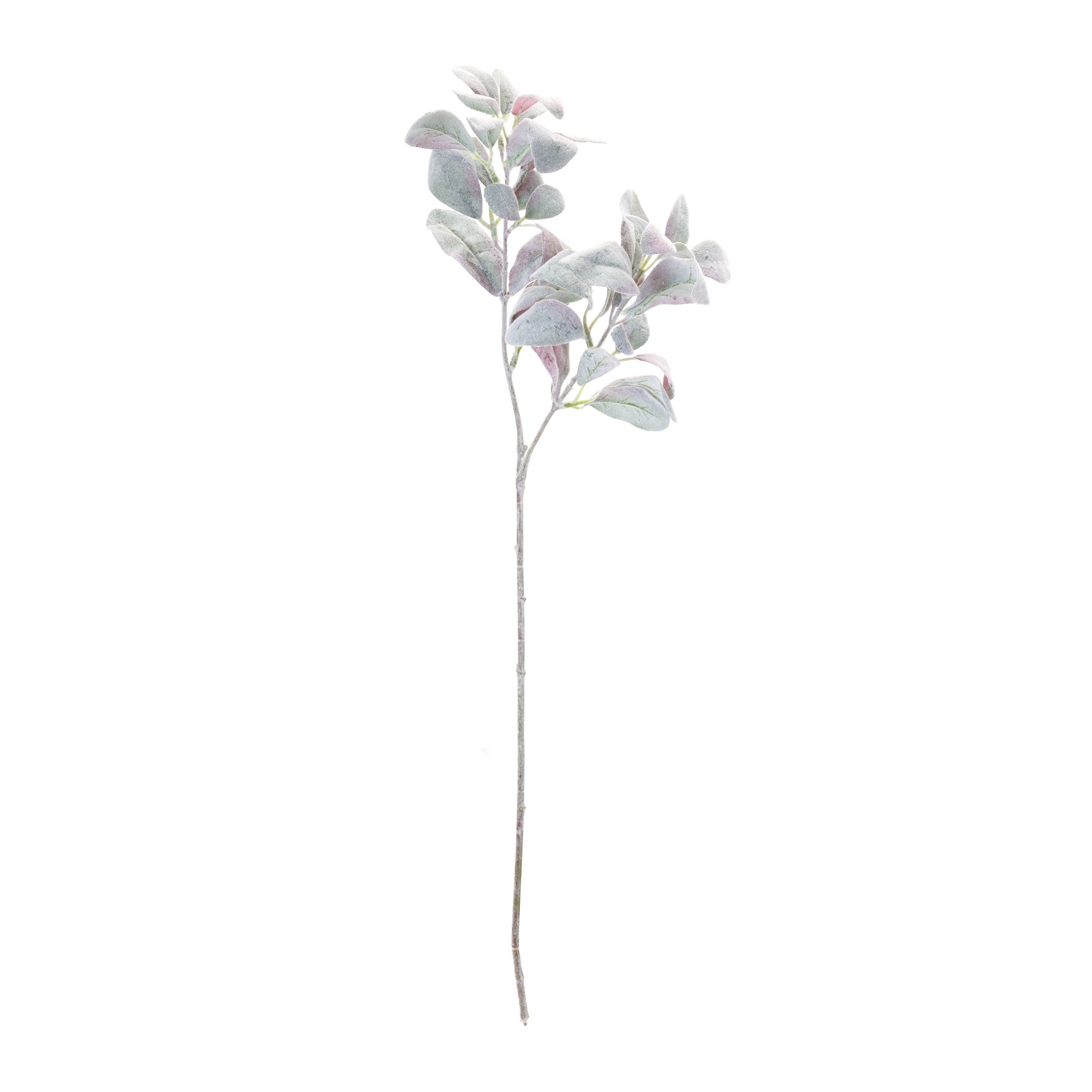 Lamb's Ear Leaf Bush, Set of 6