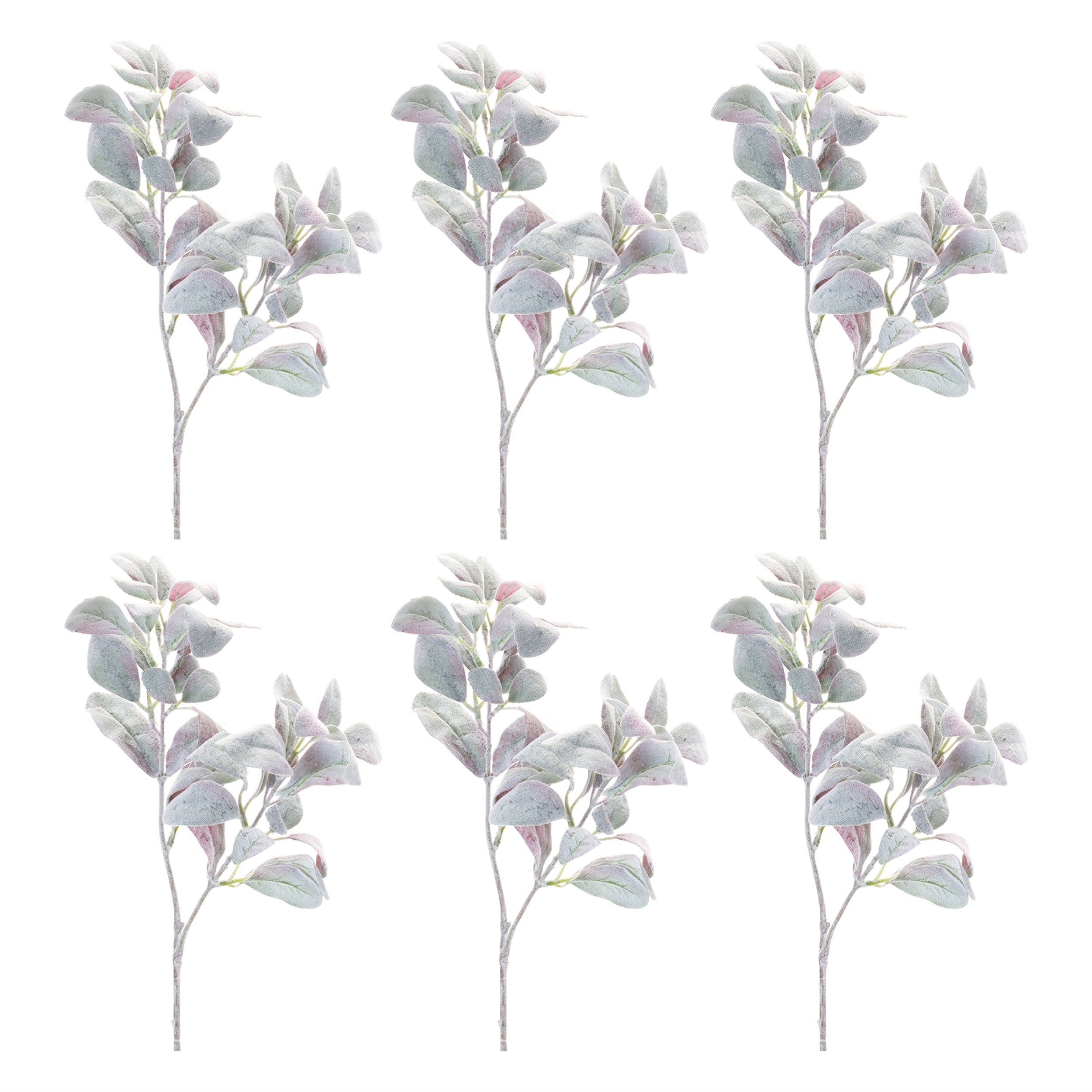 Lamb's Ear Leaf Bush, Set of 6