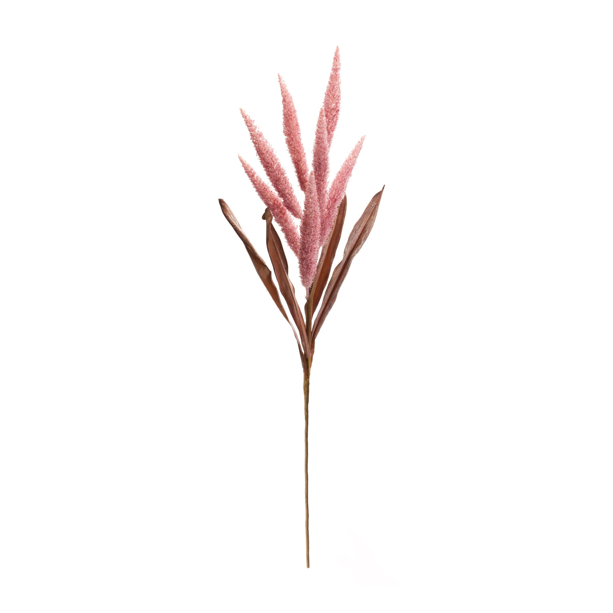 Foxtail Plume Stem, Set of 2