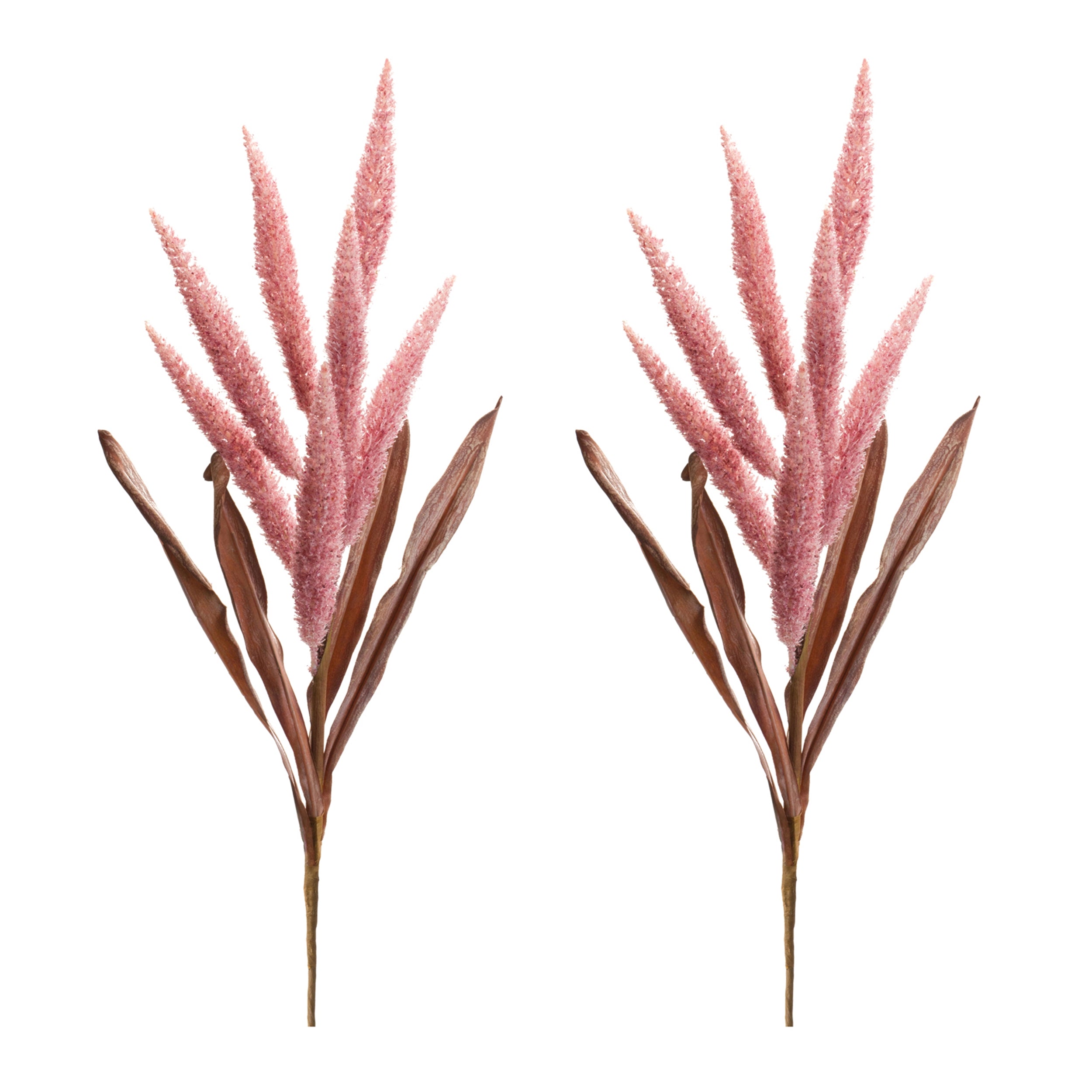 Foxtail Plume Stem, Set of 2