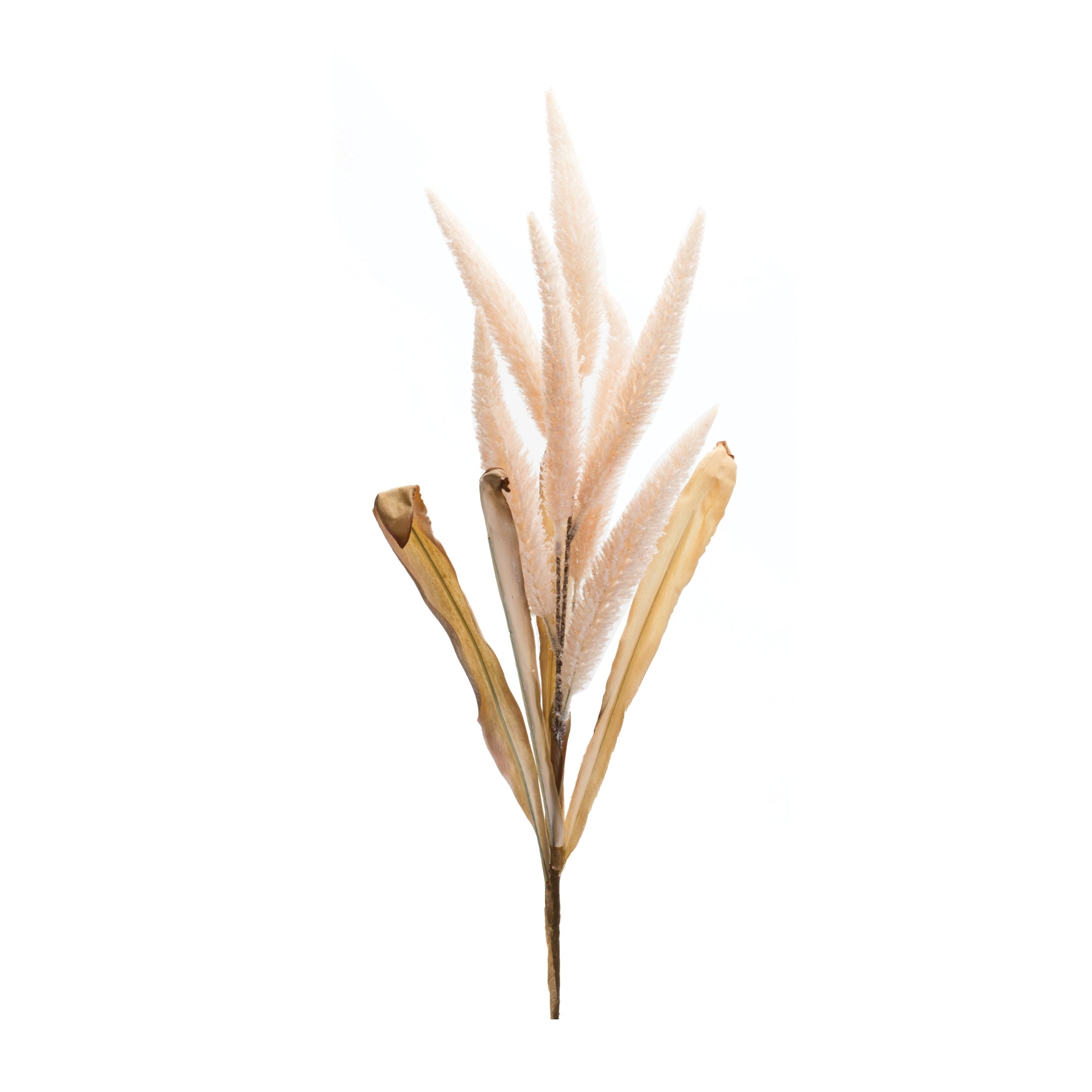 Foxtail Plume Stem, Set of 2