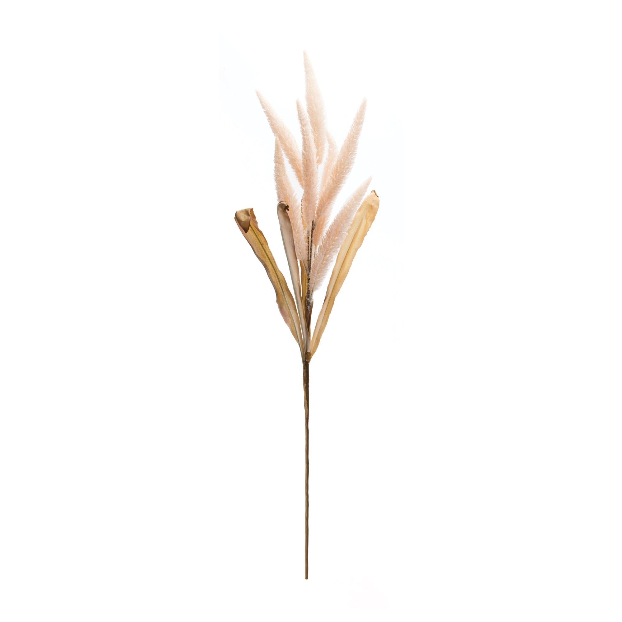 Foxtail Plume Stem, Set of 2