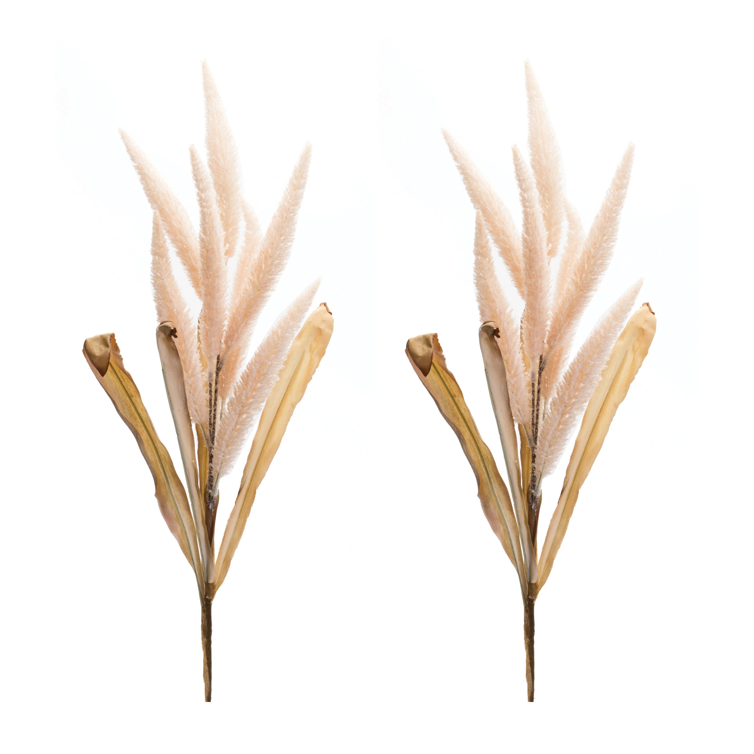 Foxtail Plume Stem, Set of 2