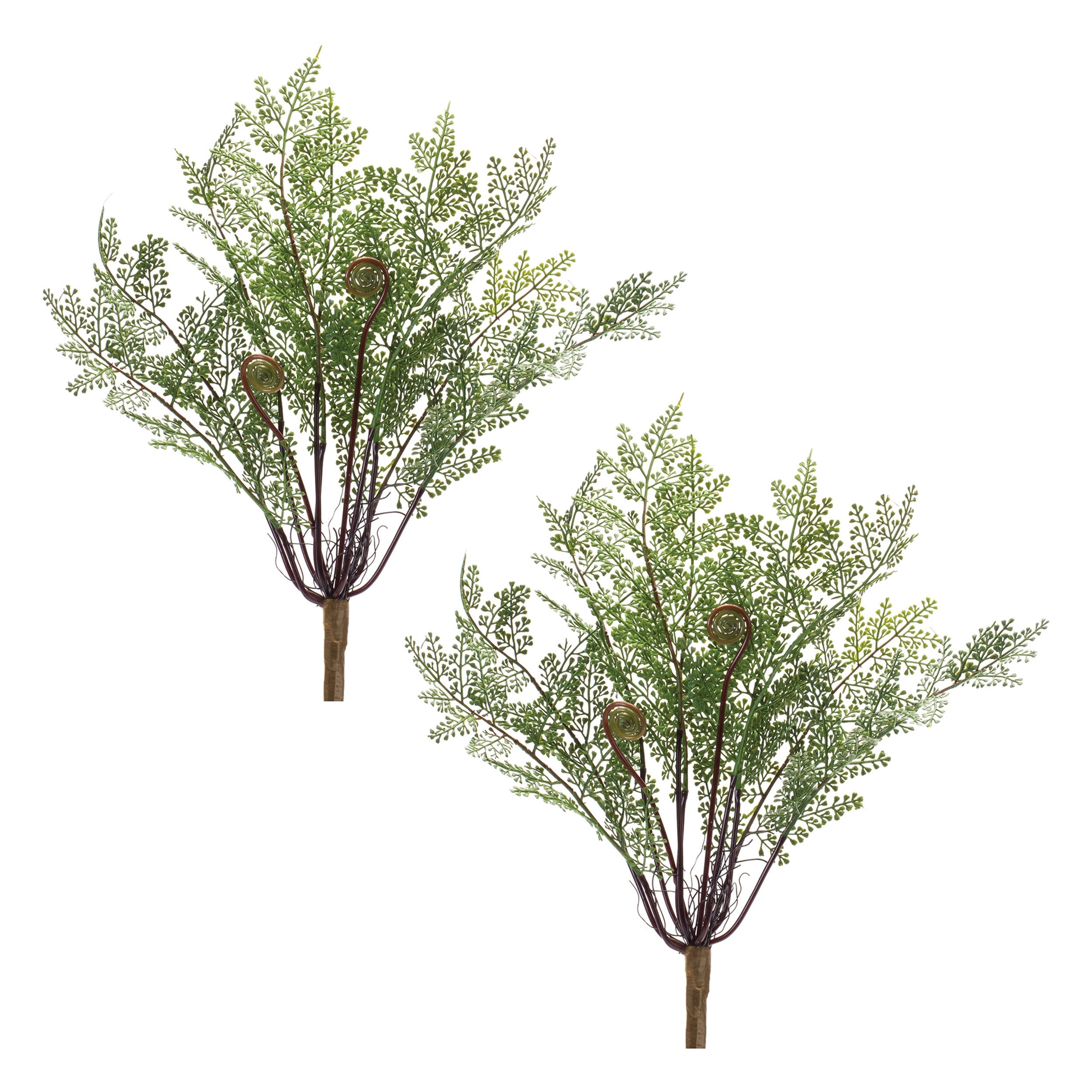 Fern Bush, Set of 2