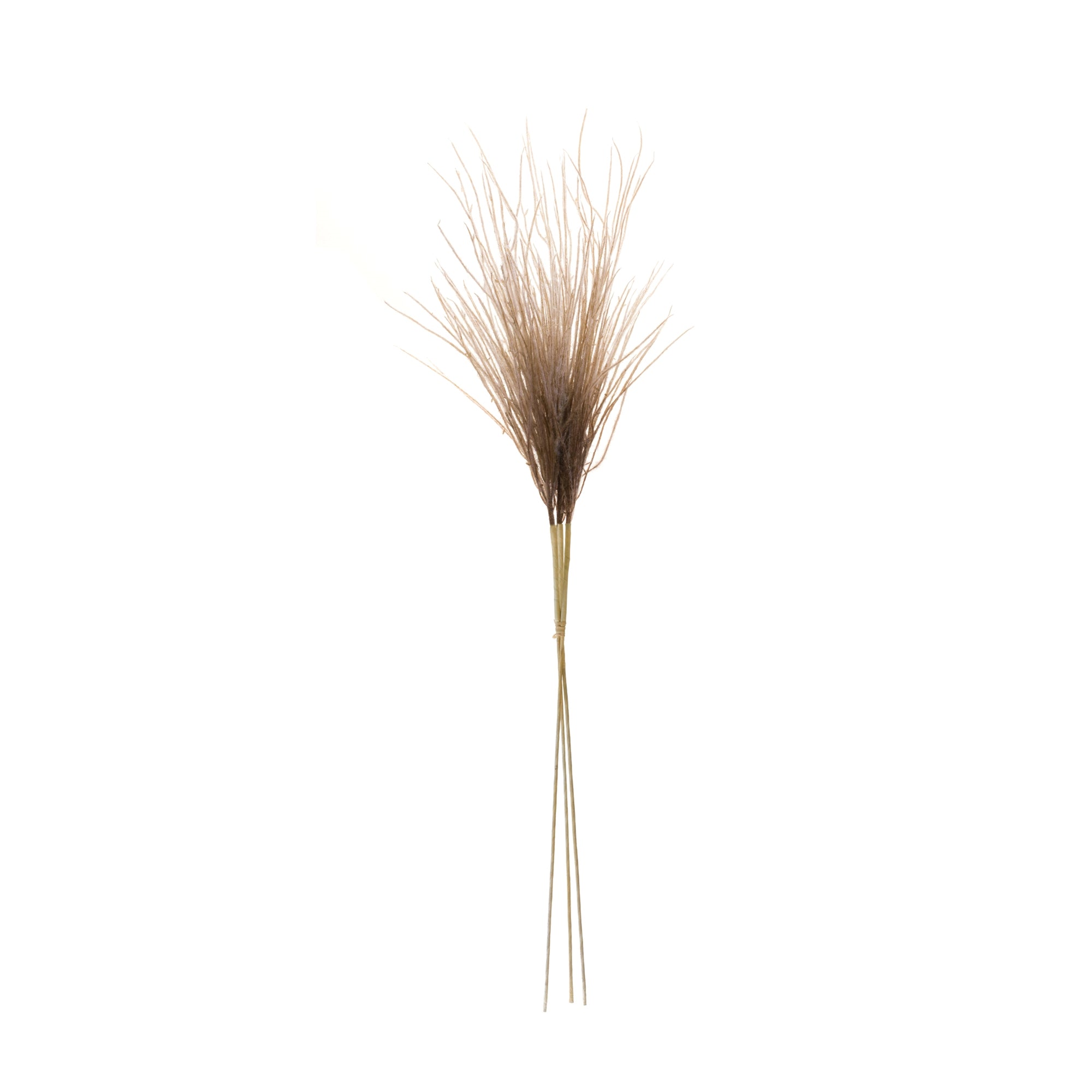 Grass Plume Bundle, Set of 2