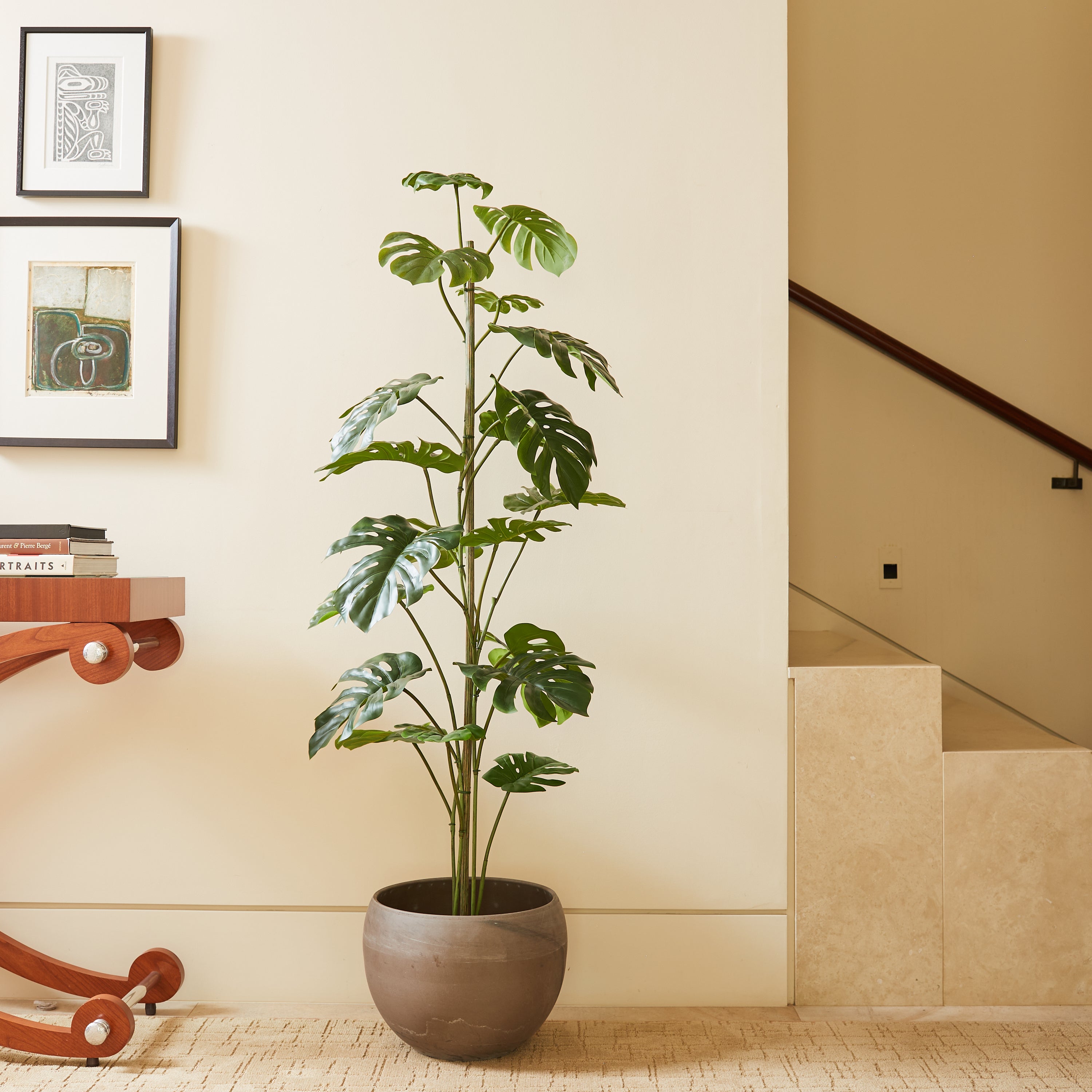 5' Monstera Tree with Modern Round Planter
