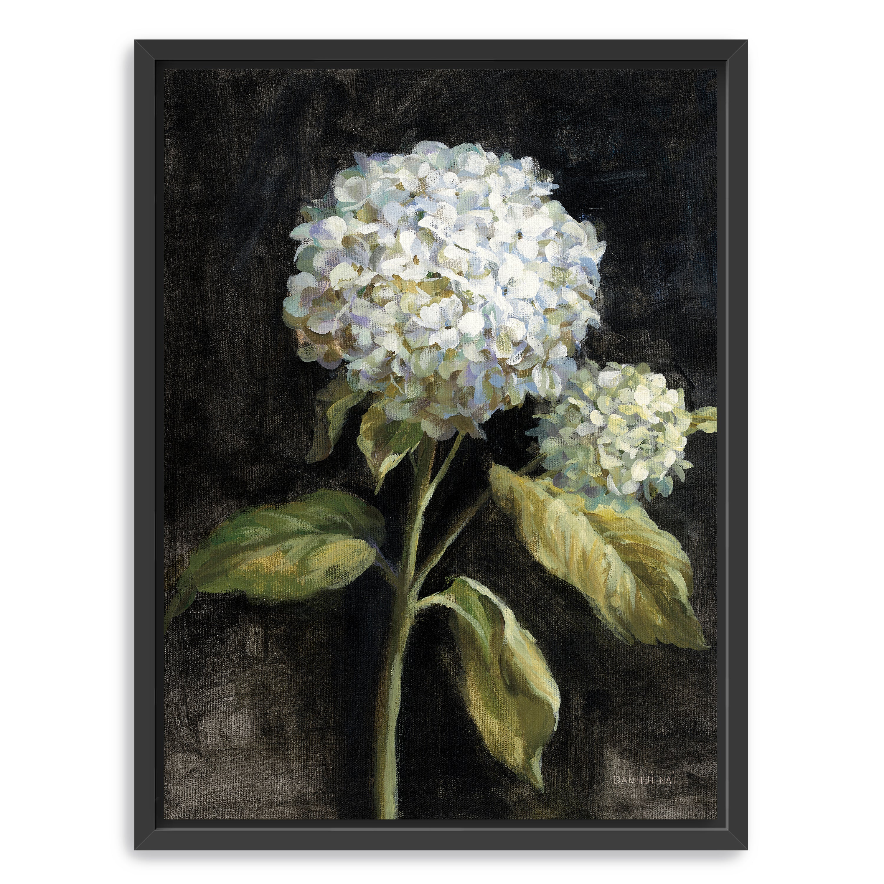 Hydrangea on Black Canvas Giclee