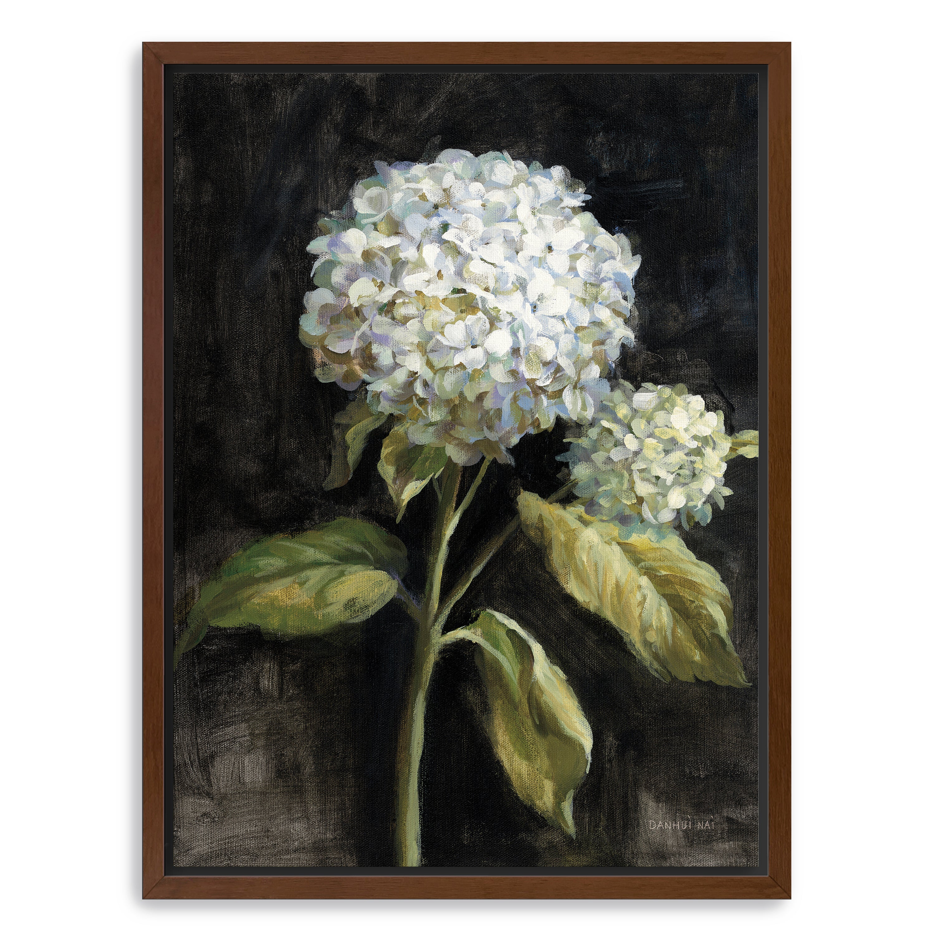 Hydrangea on Black Canvas Giclee