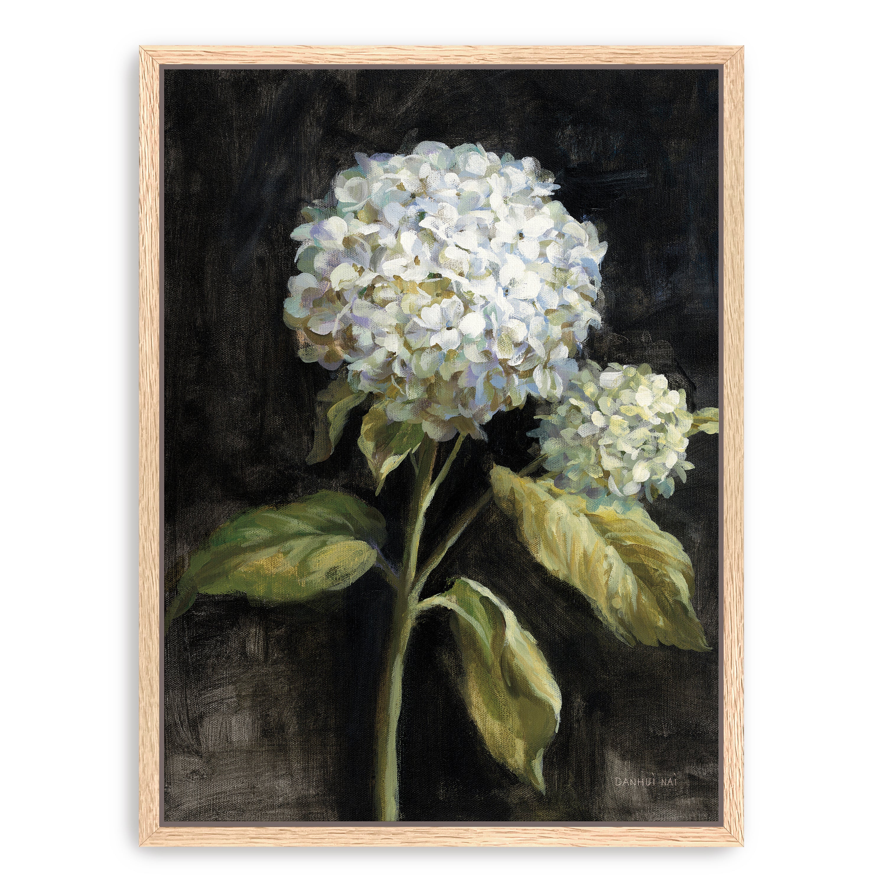 Hydrangea on Black Canvas Giclee