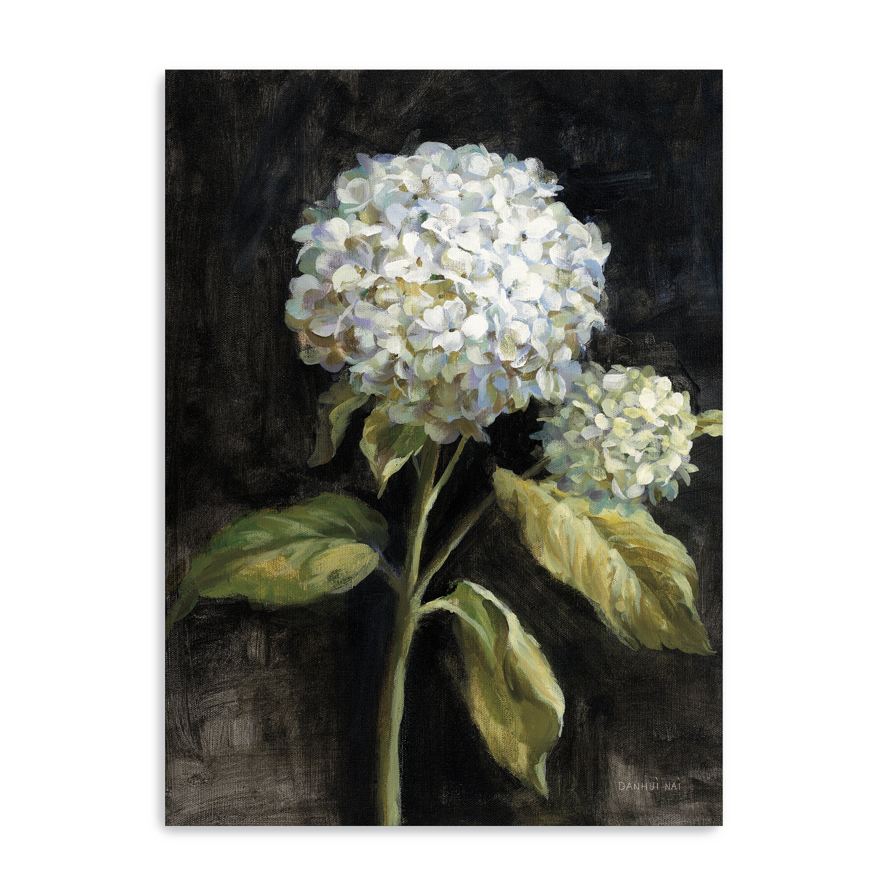 Hydrangea on Black Canvas Giclee