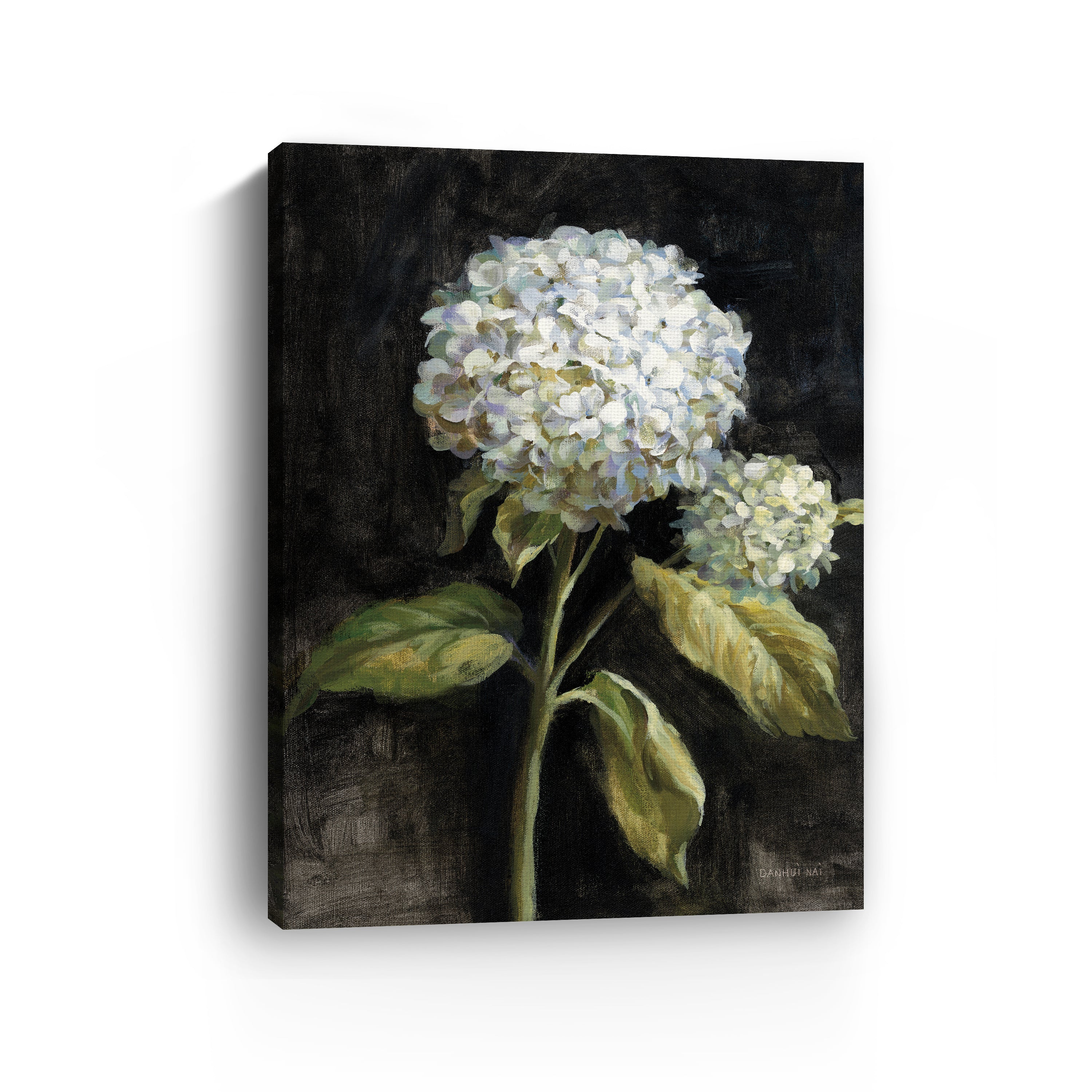 Hydrangea on Black Canvas Giclee