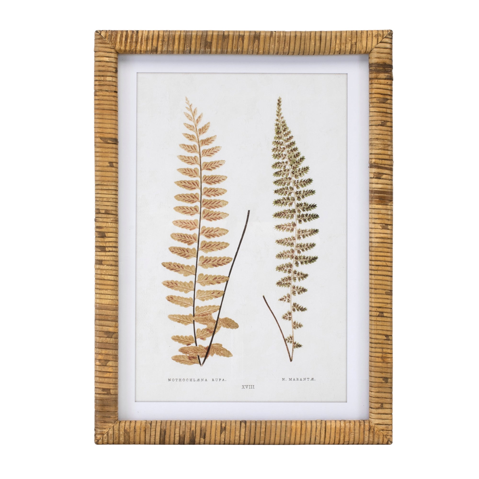 Wood Framed Fern Print, Set of 4