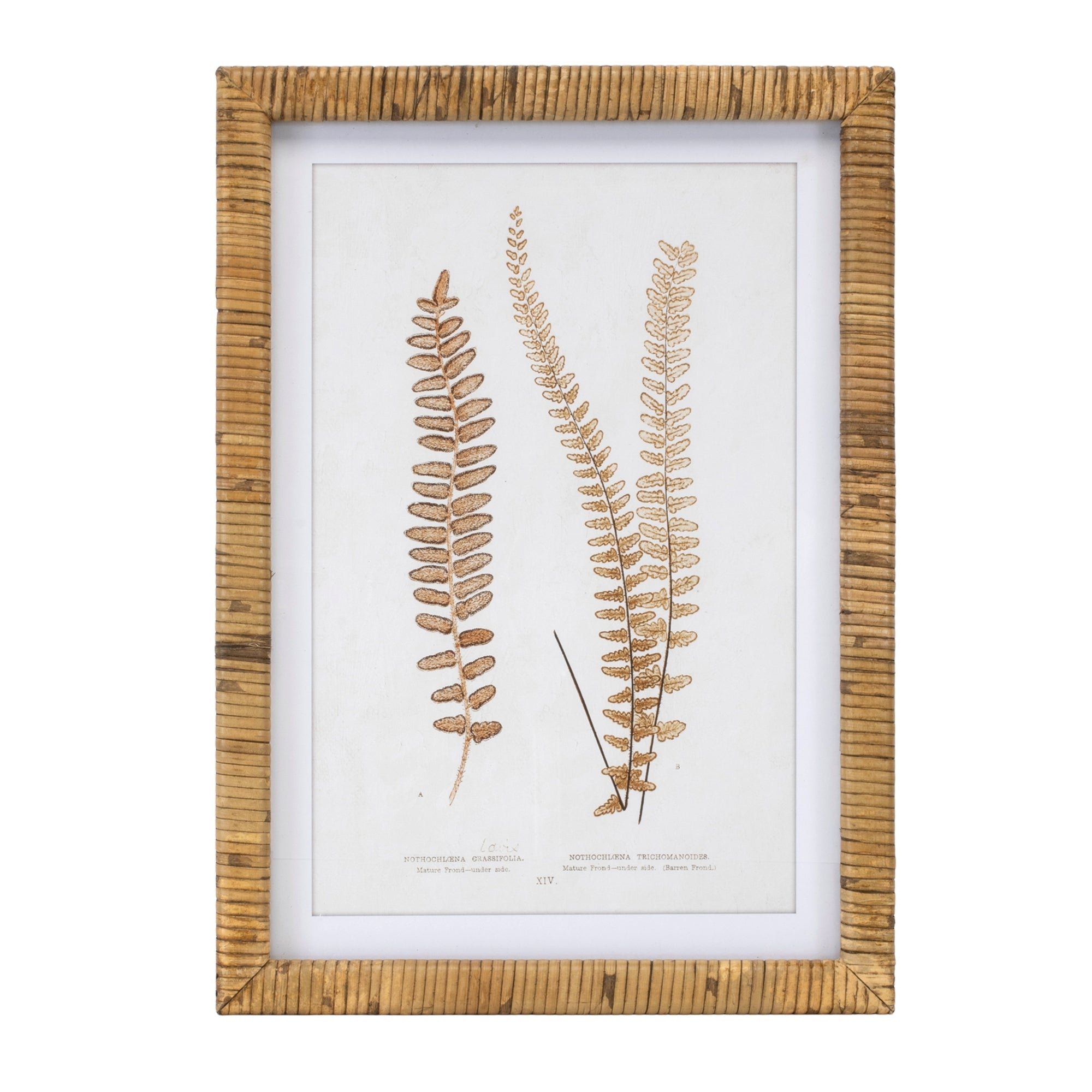 Wood Framed Fern Print, Set of 4