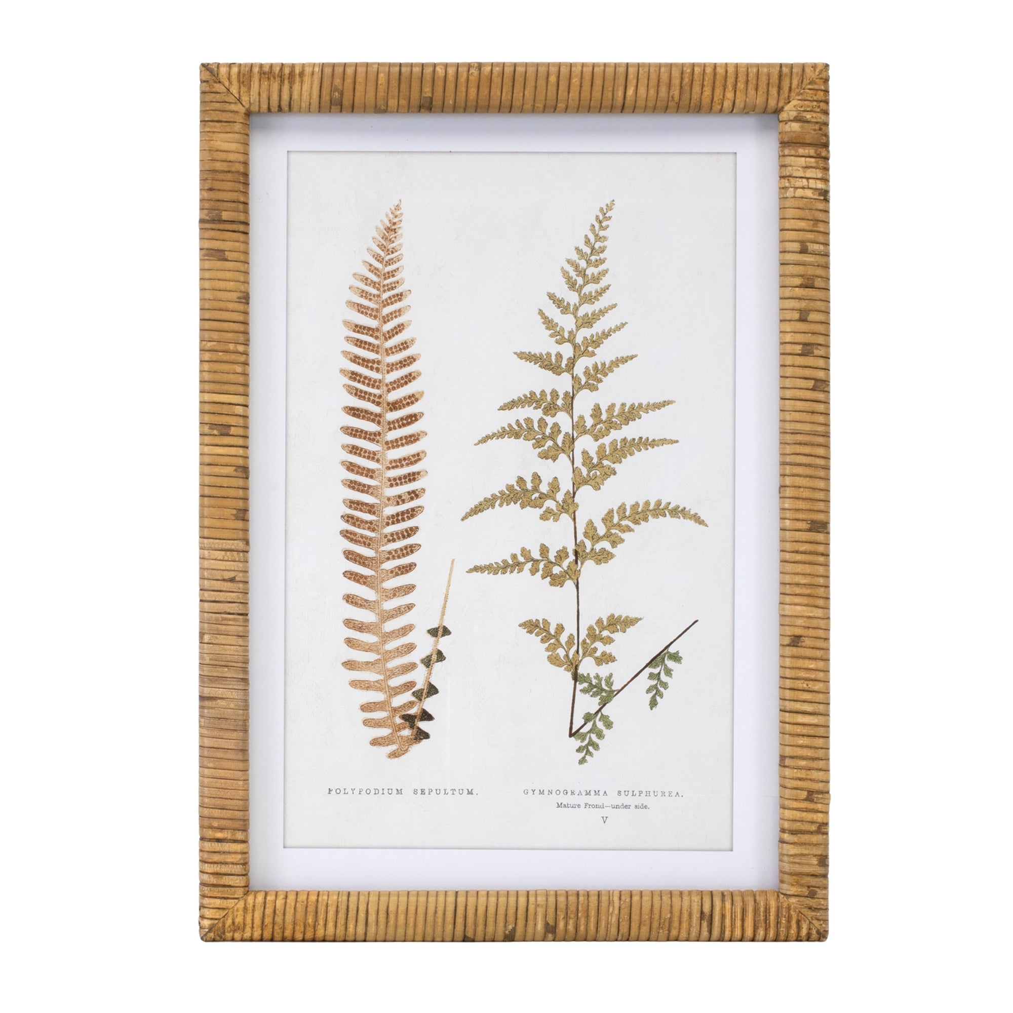 Wood Framed Fern Print, Set of 4